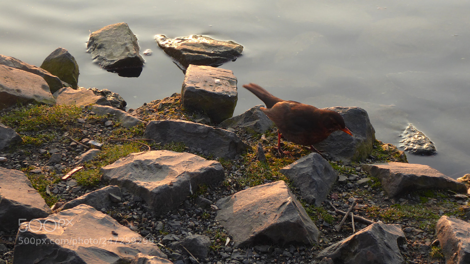 Panasonic DMC-TZ71 sample photo. Eine amsel photography
