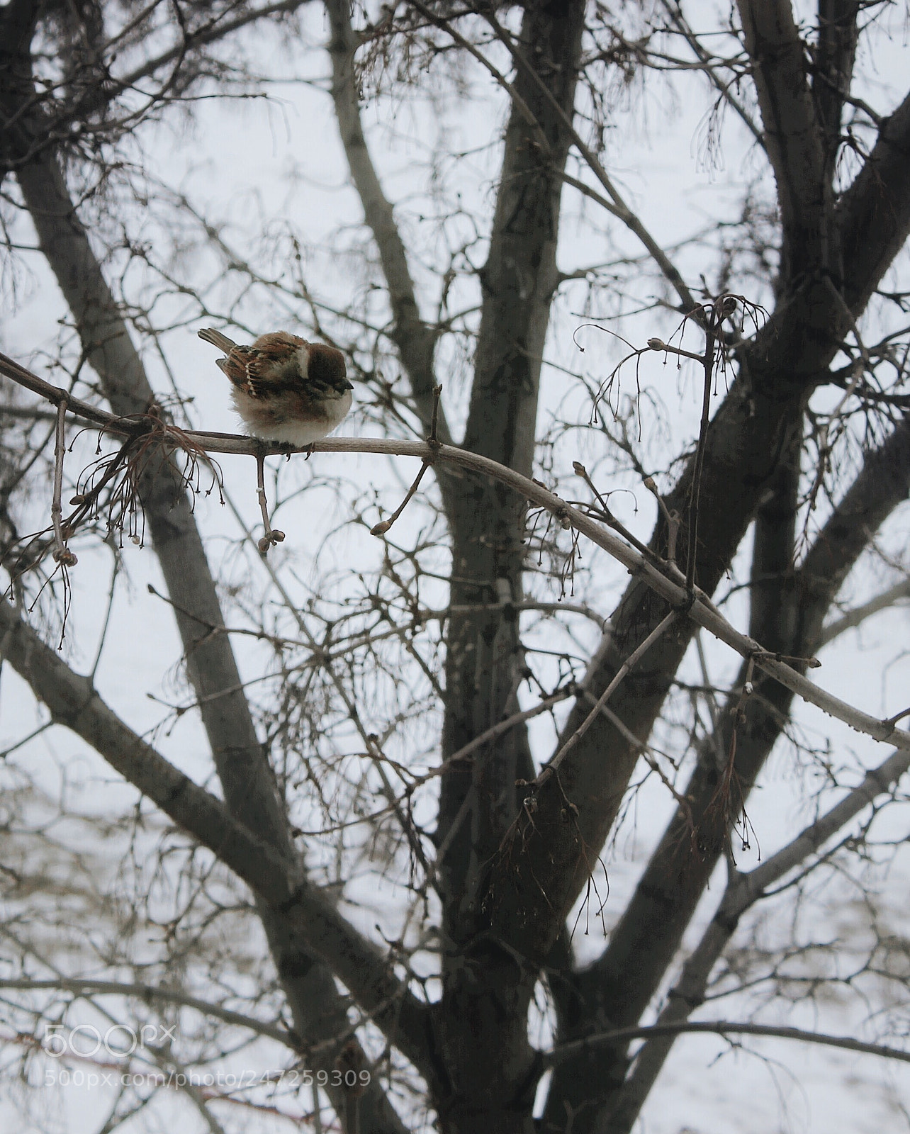 Canon EOS 600D (Rebel EOS T3i / EOS Kiss X5) sample photo. Winter guy photography