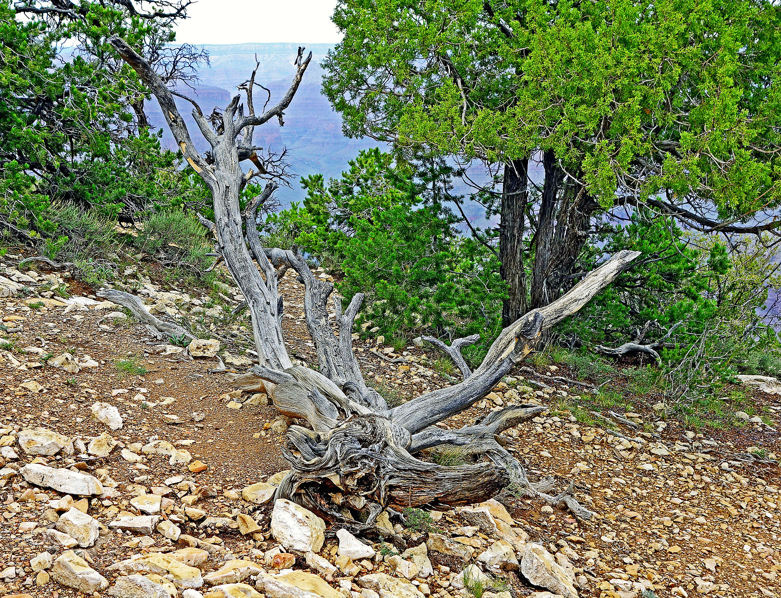Sony Cyber-shot DSC-RX100 sample photo. Grand canyon deadwood study 2 photography