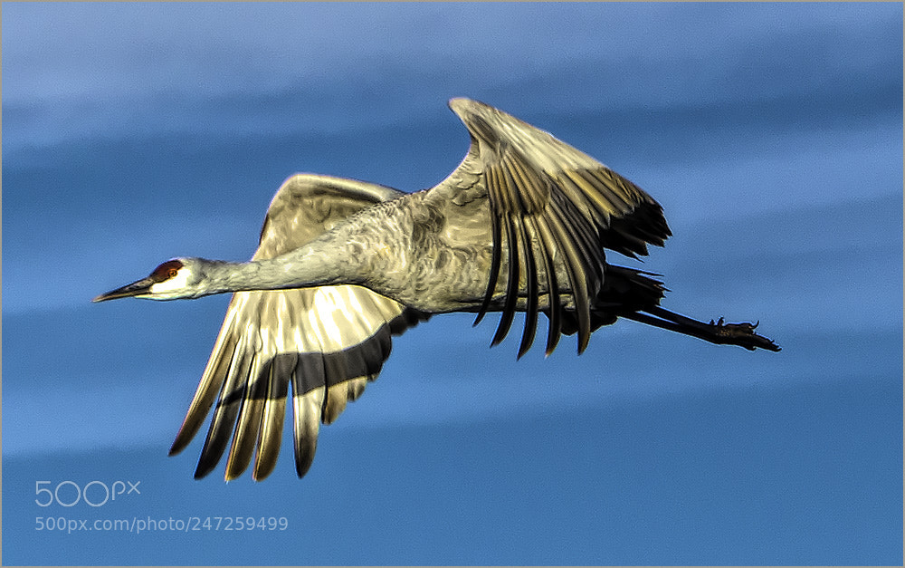 Panasonic Lumix DMC-FZ200 sample photo. Sandhill crane photography