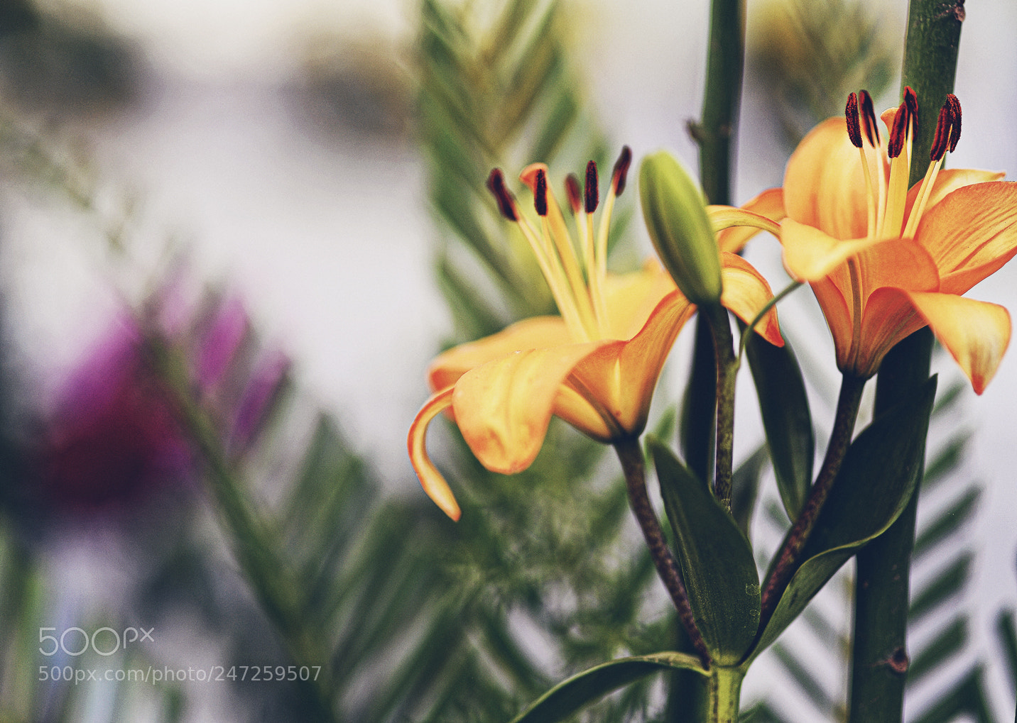Nikon Df sample photo. Untitled photography