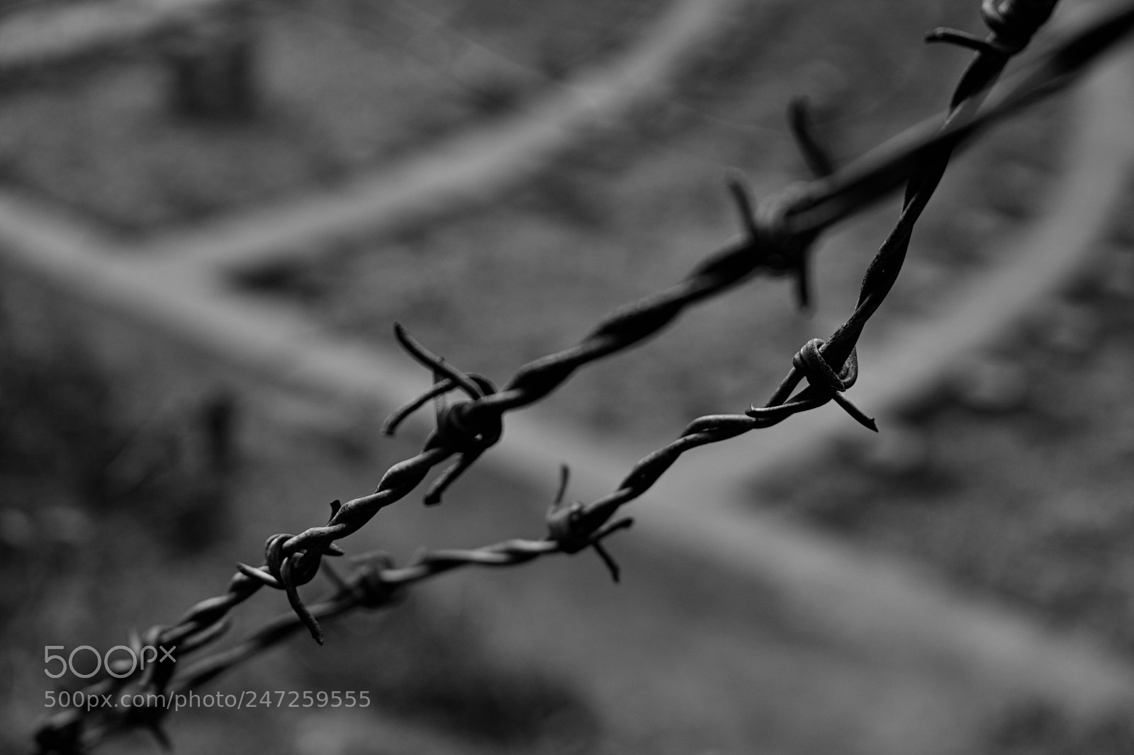 Nikon D3400 sample photo. Barbwire b/w photography