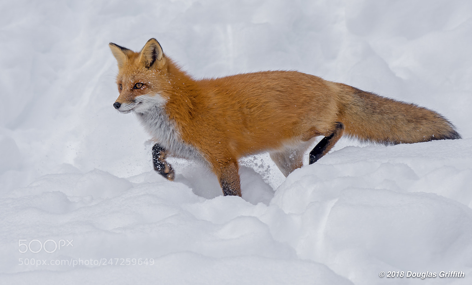 Nikon D7200 sample photo. Red fox vulpes vulpes photography