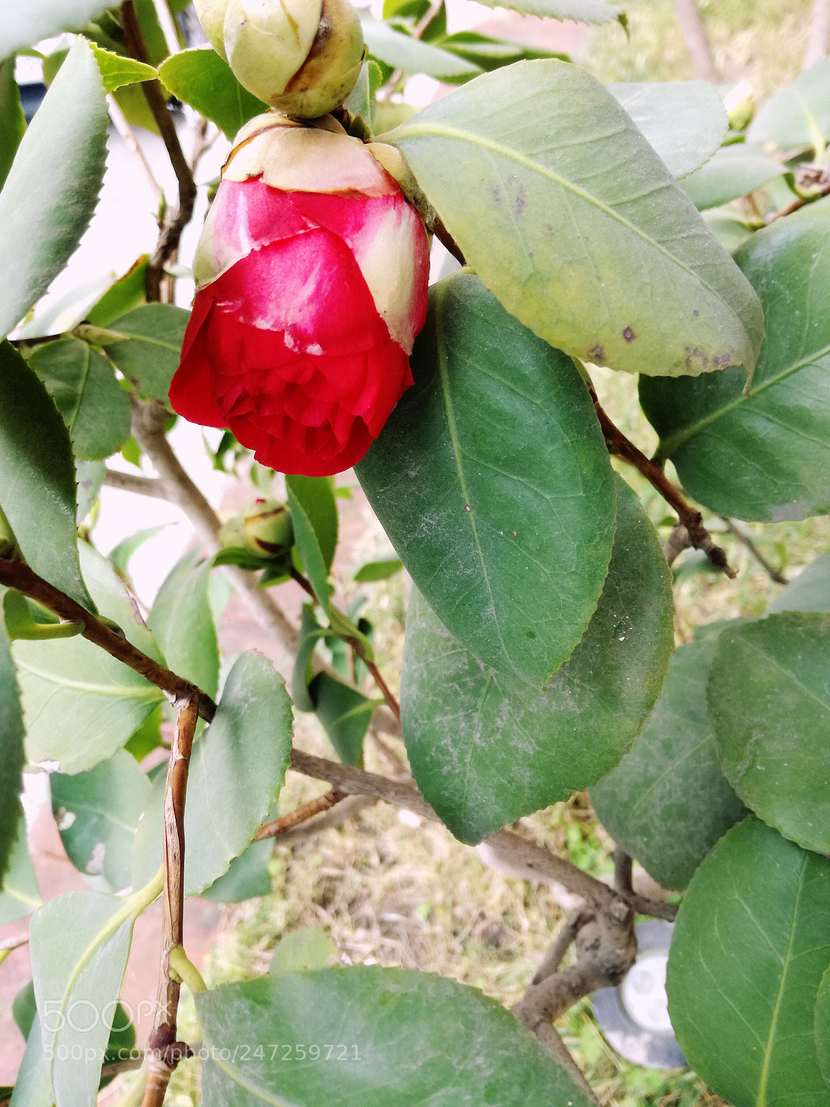HUAWEI P9 LITE sample photo. Flower photography