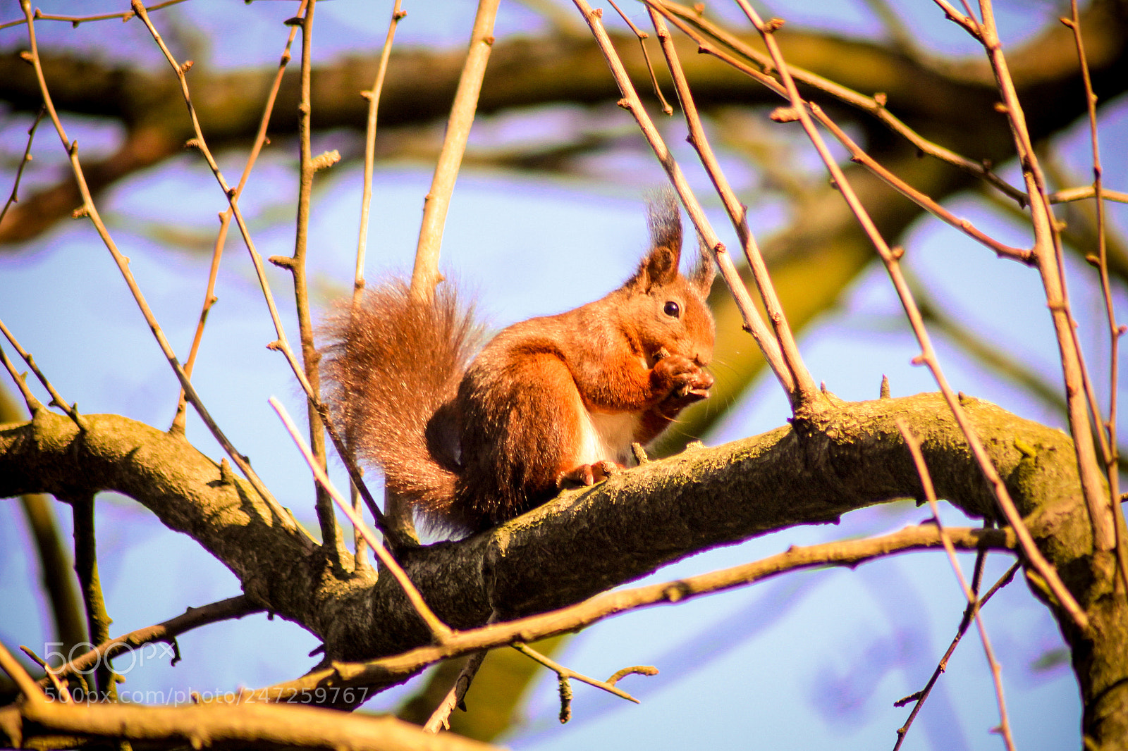 Canon EOS 1300D (EOS Rebel T6 / EOS Kiss X80) sample photo. Squirrel photography