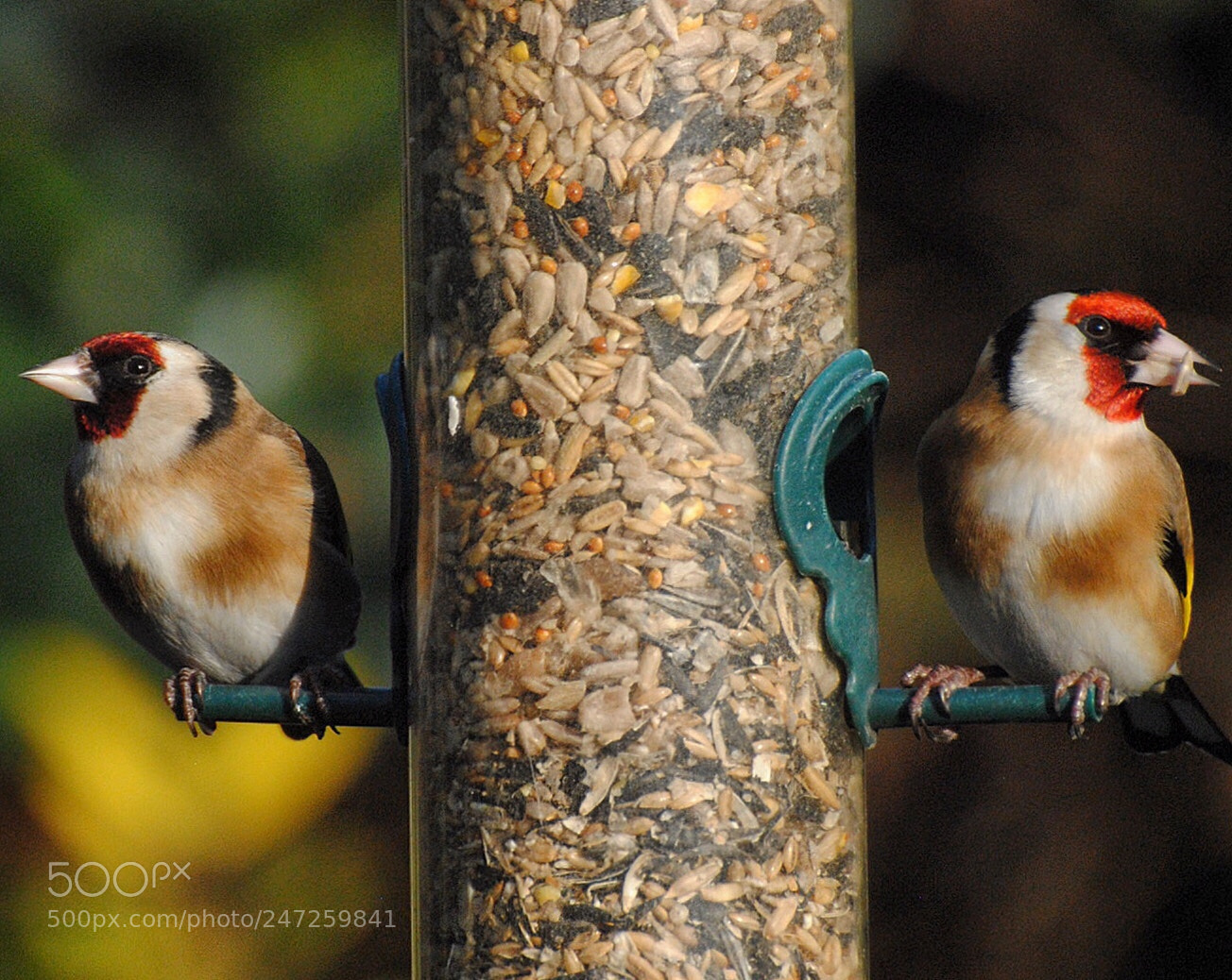 Nikon D3000 sample photo. Duet of birds.. photography