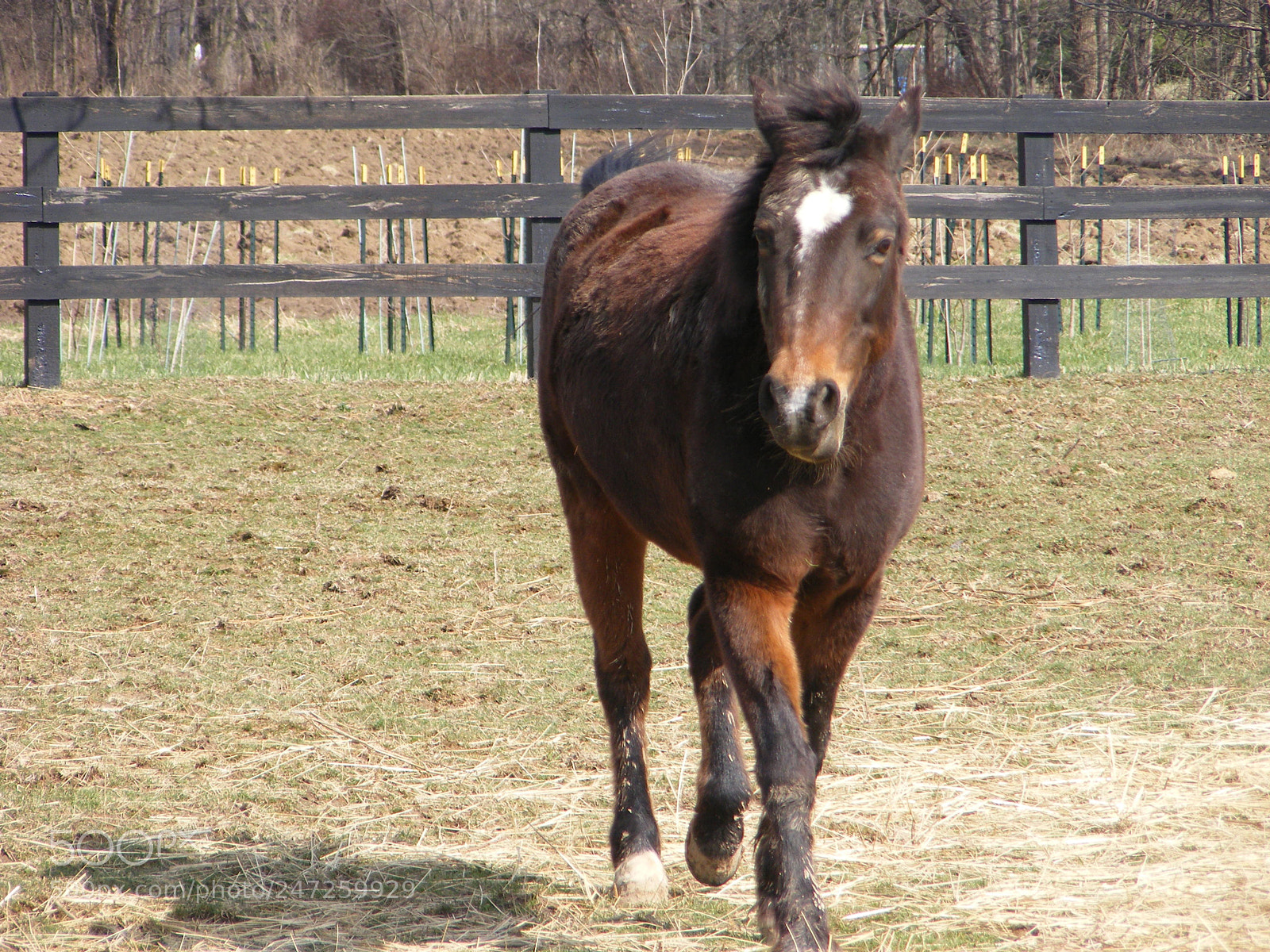 Fujifilm FinePix S5700 S700 sample photo. Trotting pony photography