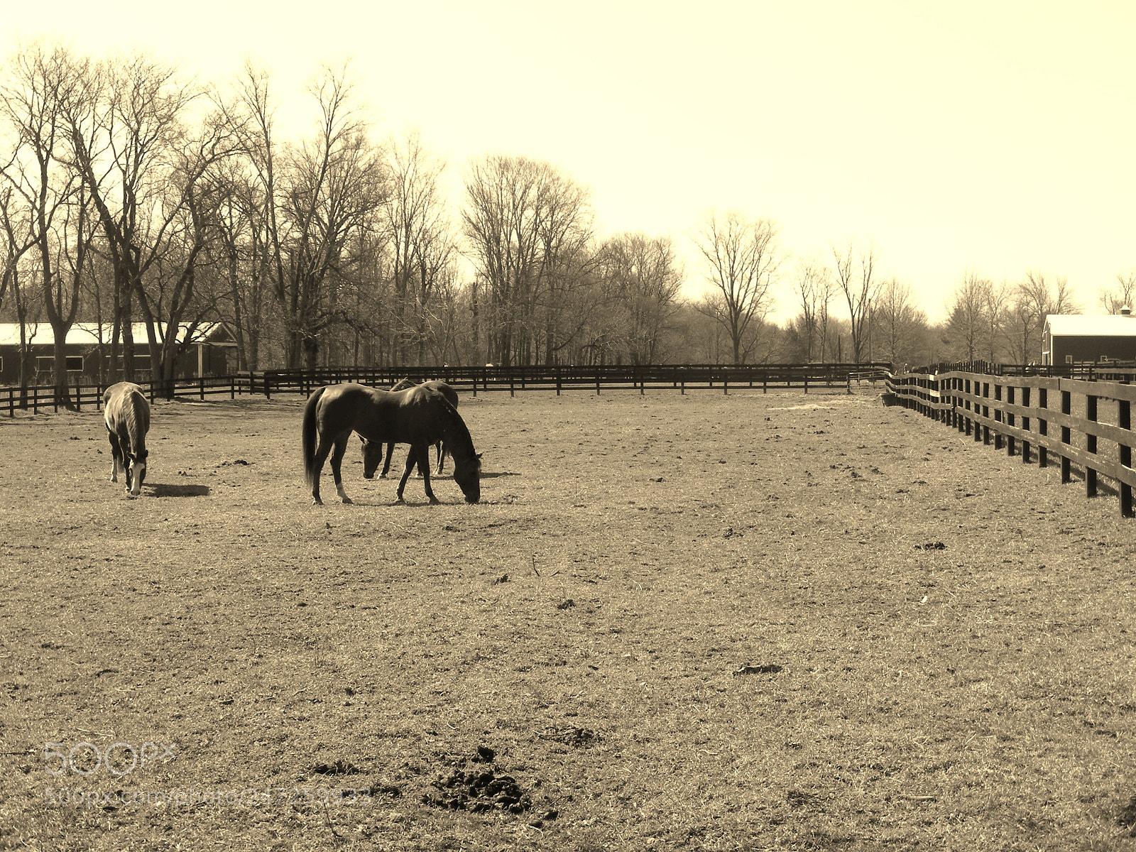 Fujifilm FinePix S5700 S700 sample photo. Pasture time photography