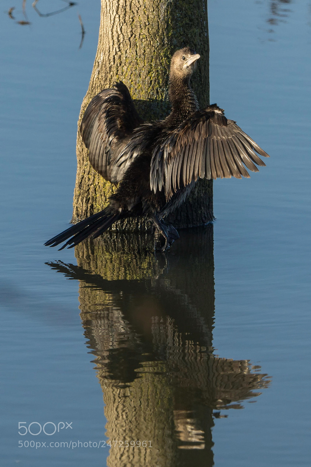 Sony SLT-A77 sample photo. Pygmy cormorant photography