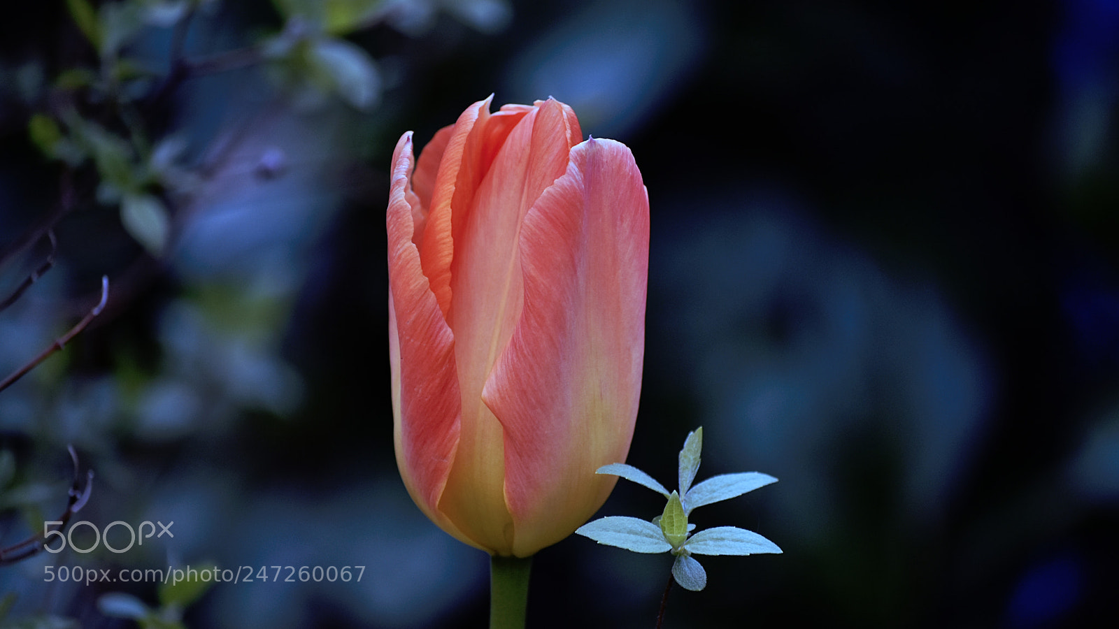 Nikon D5500 sample photo. The sun will shine photography