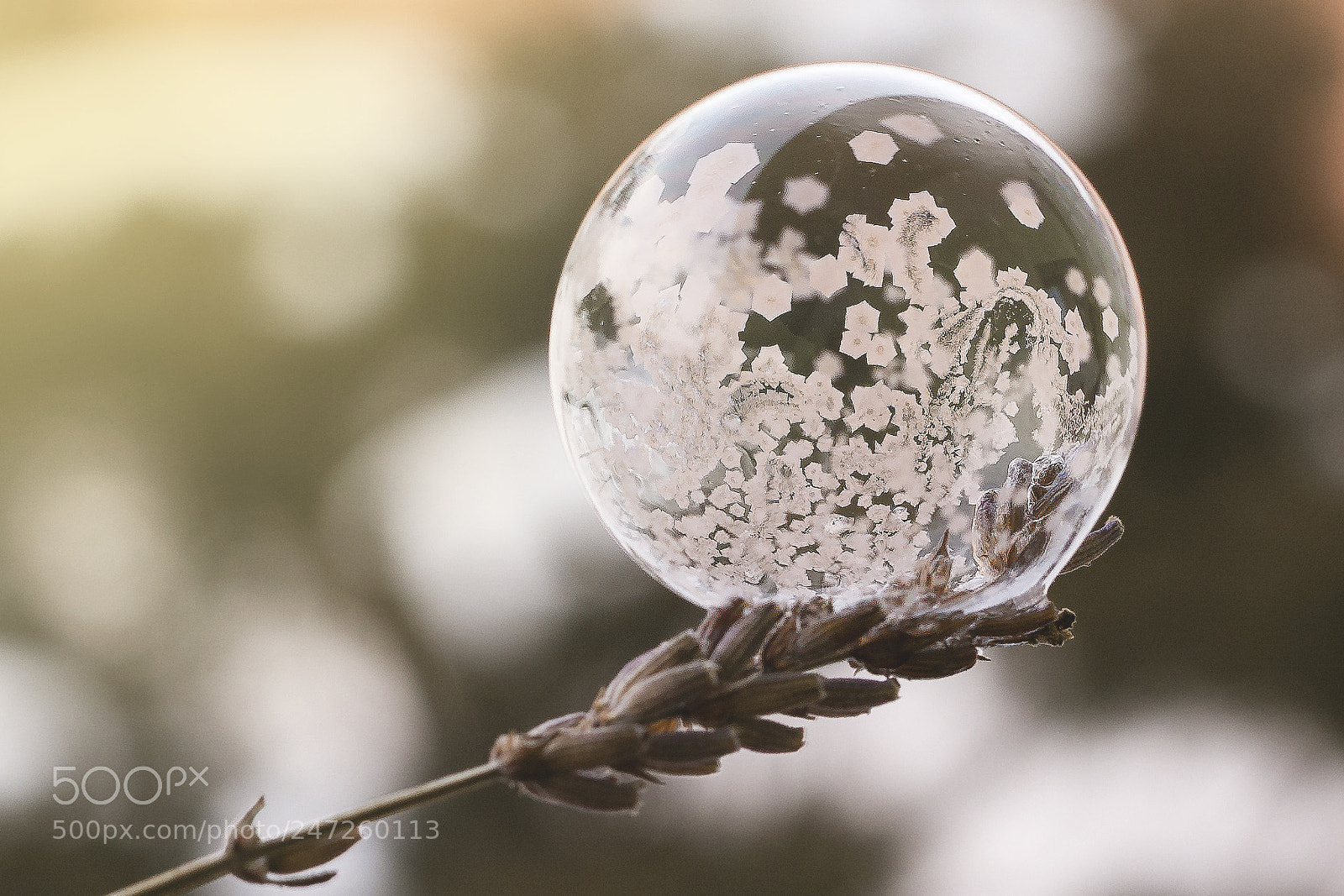 Nikon D7100 sample photo. Frozen beauty photography