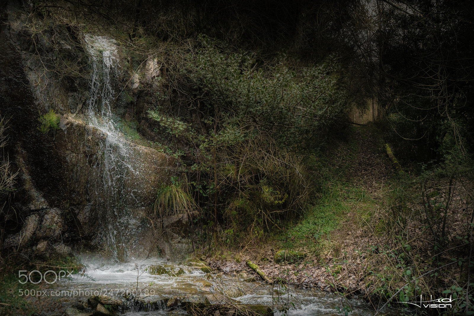 Sony a7R II sample photo. ... welcome to the jungle ... photography