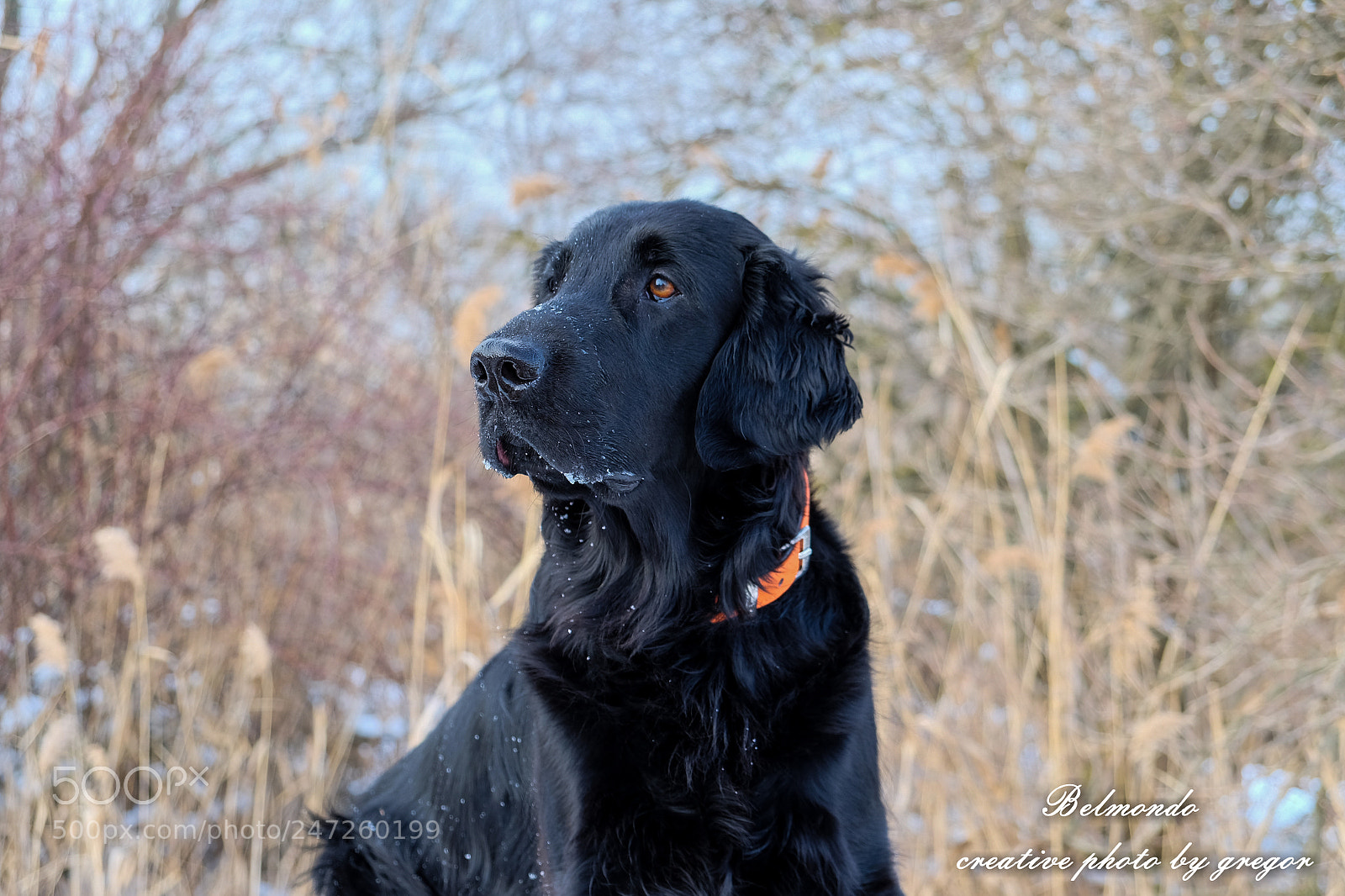 Fujifilm X-T10 sample photo. Filou photography