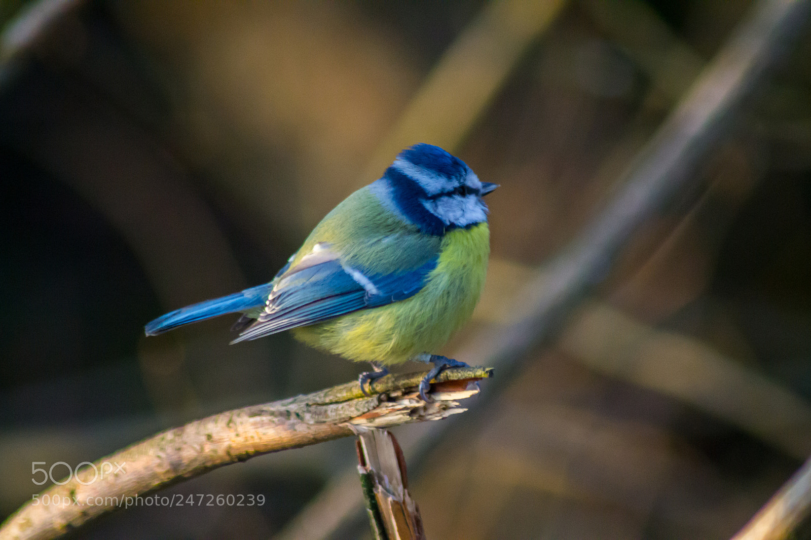 Nikon D3100 sample photo. Blue tit photography