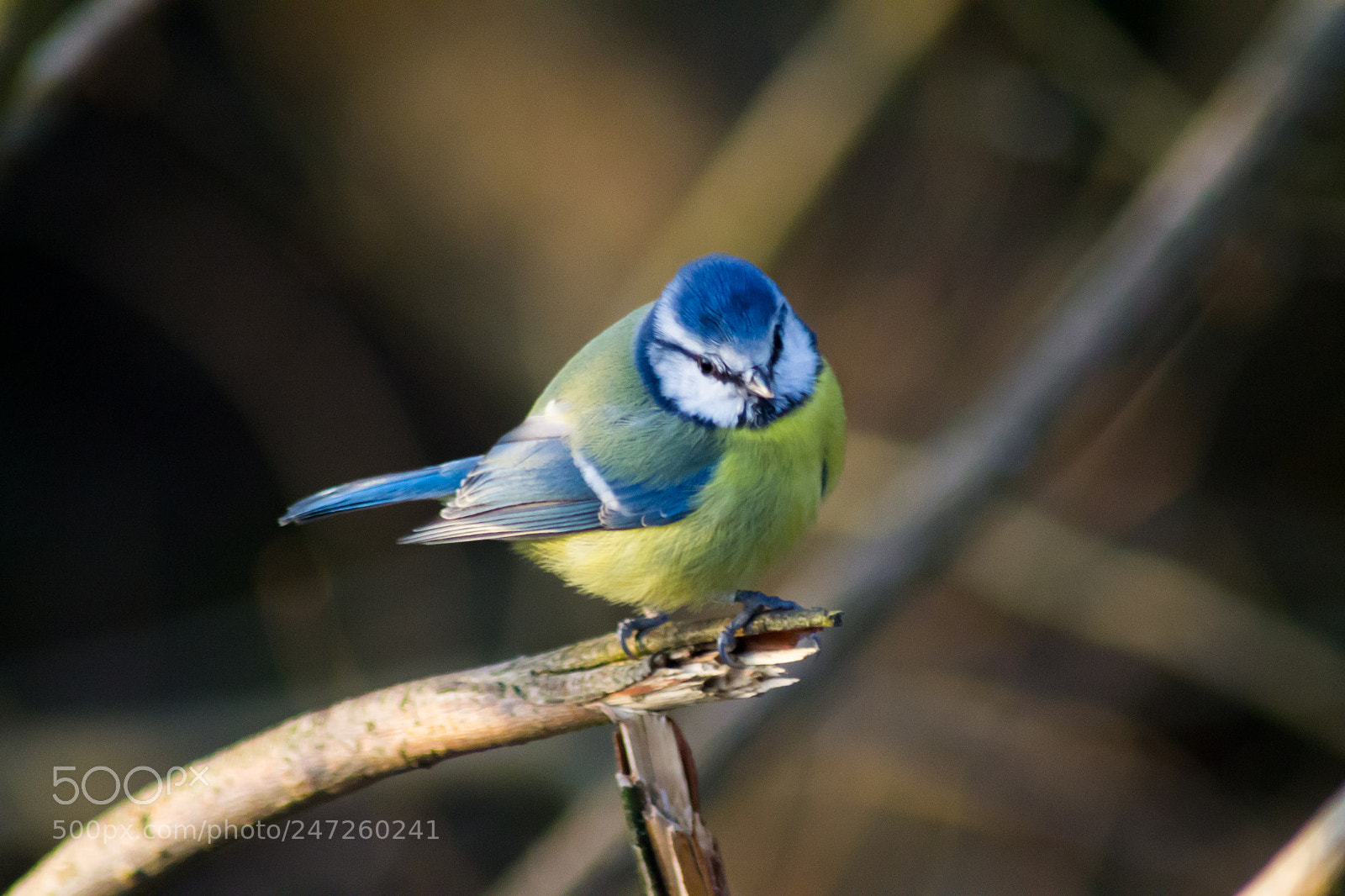 Nikon D3100 sample photo. Blue tit photography