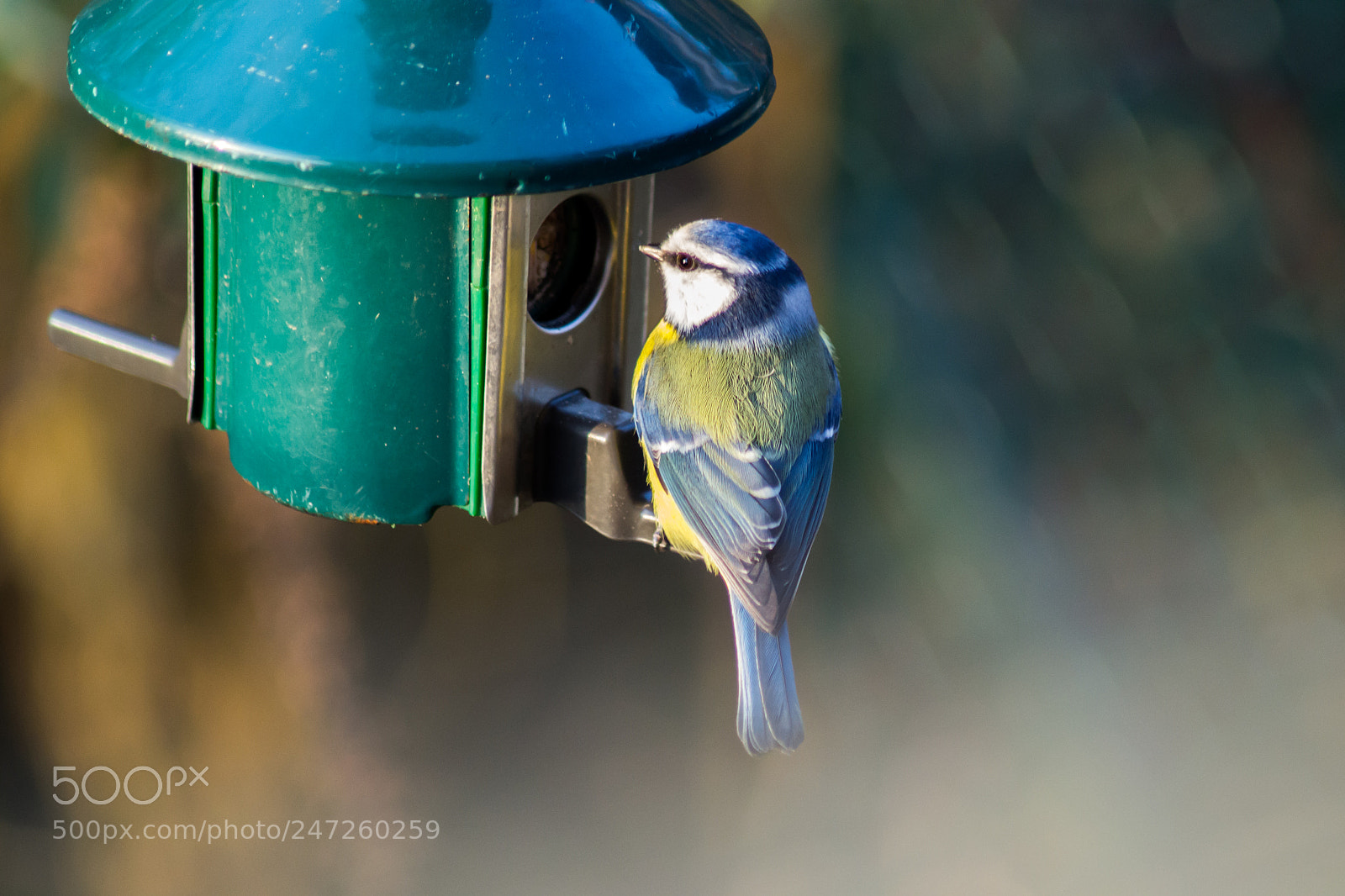 Nikon D3100 sample photo. Blue tit photography
