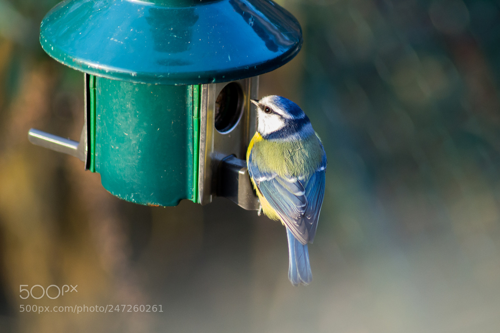 Nikon D3100 sample photo. Blue tit photography