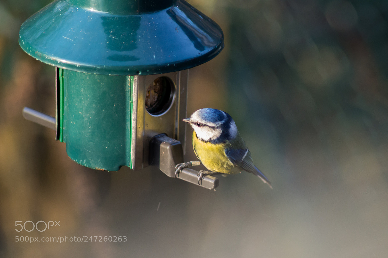 Nikon D3100 sample photo. Blue tit photography