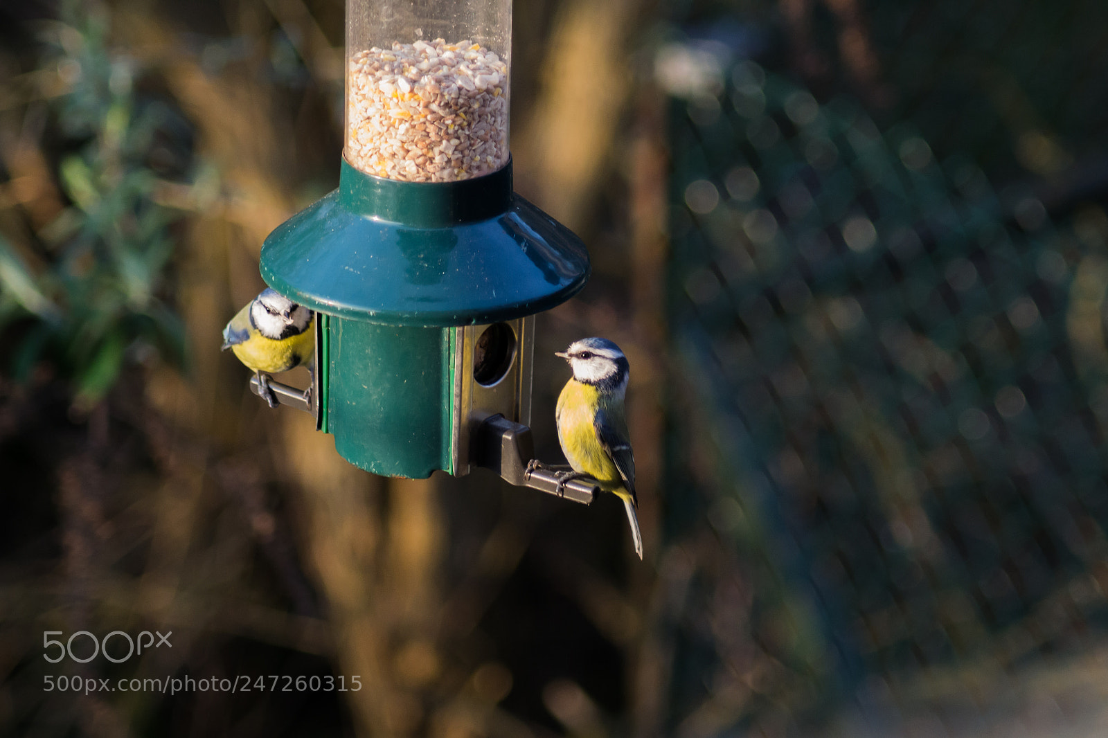 Nikon D3100 sample photo. Blue tit photography