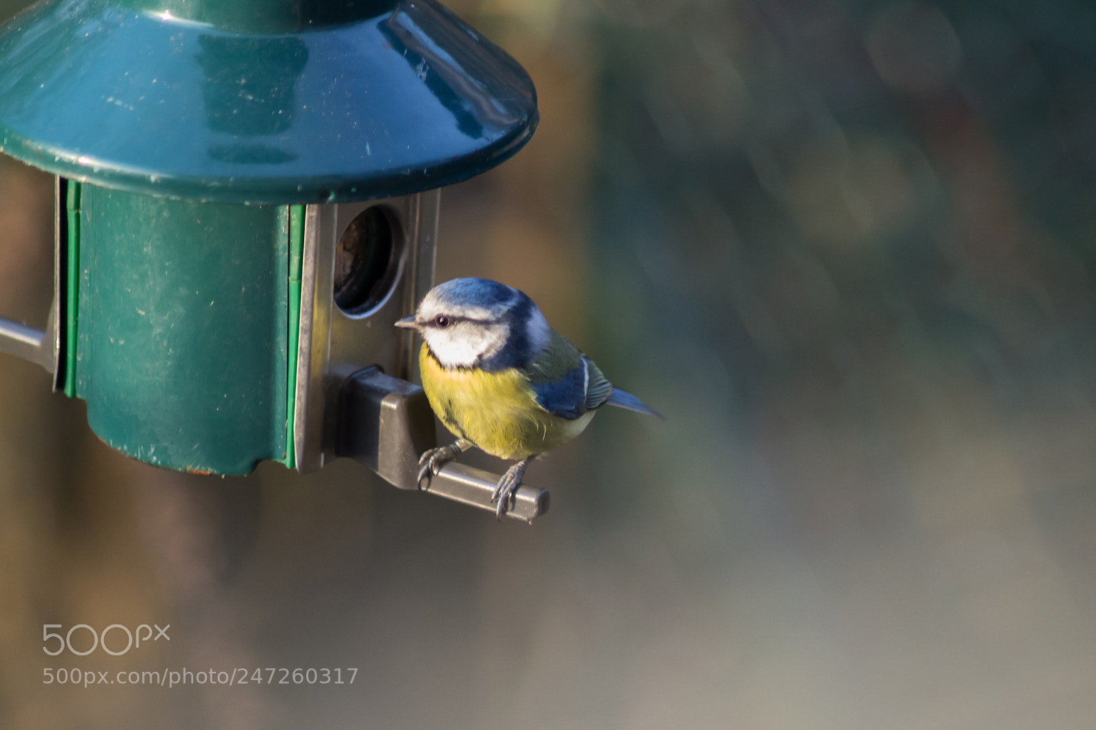 Nikon D3100 sample photo. Blue tit photography