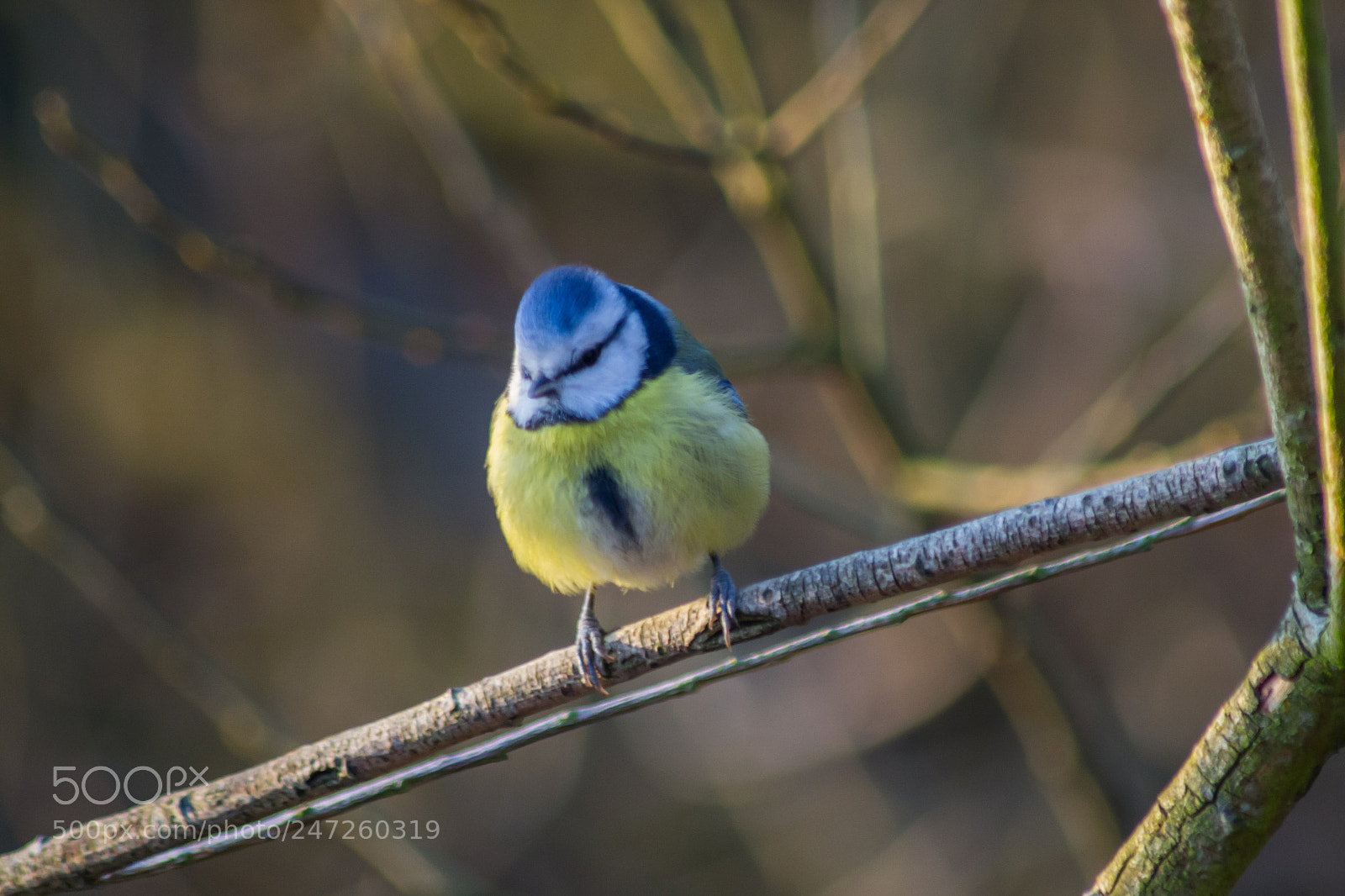 Nikon D3100 sample photo. Blue tit photography