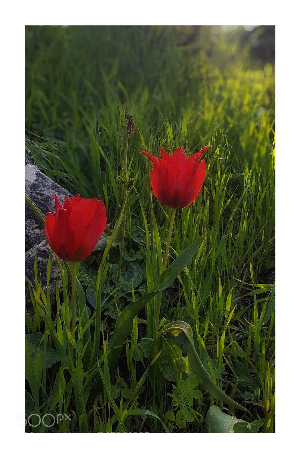 Samsung Galaxy S7 sample photo. Tulips in the wood photography