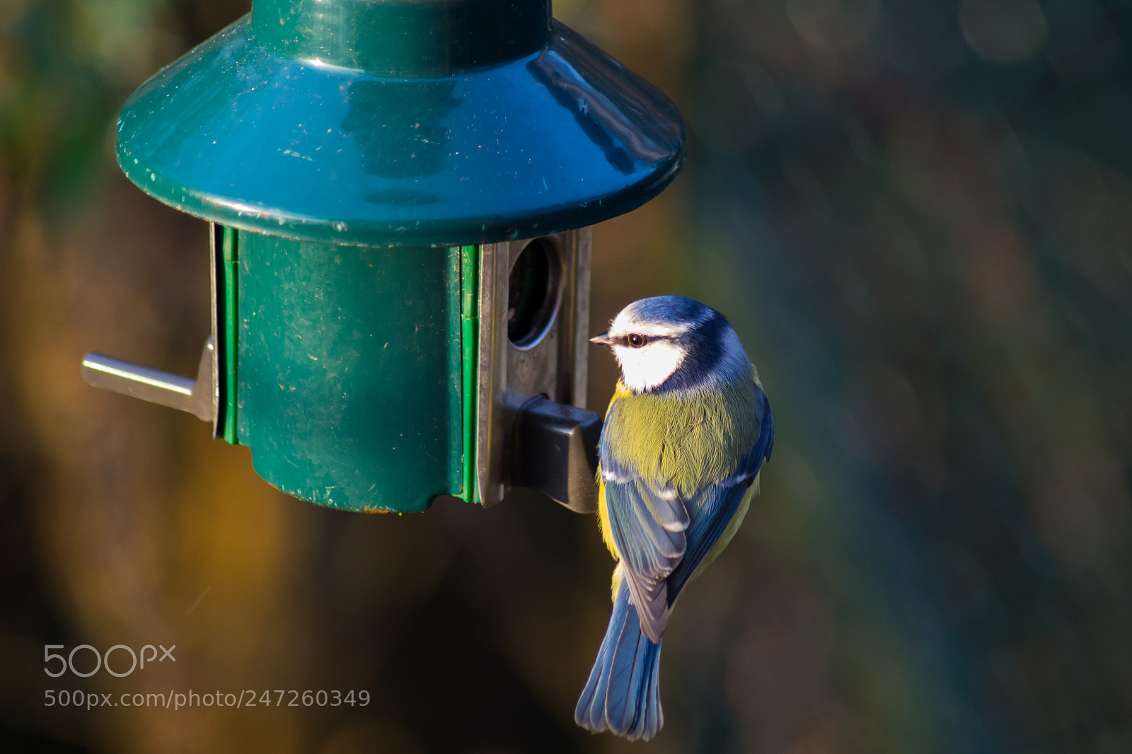 Nikon D3100 sample photo. Blue tit photography