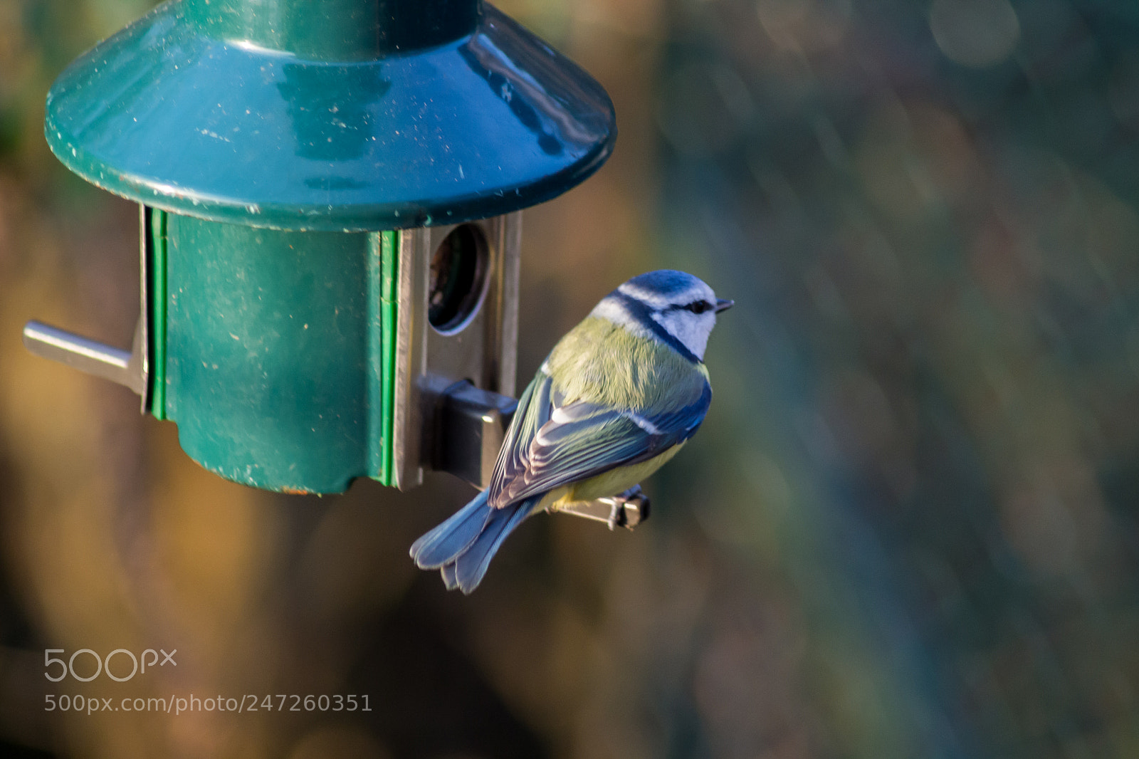 Nikon D3100 sample photo. Blue tit photography