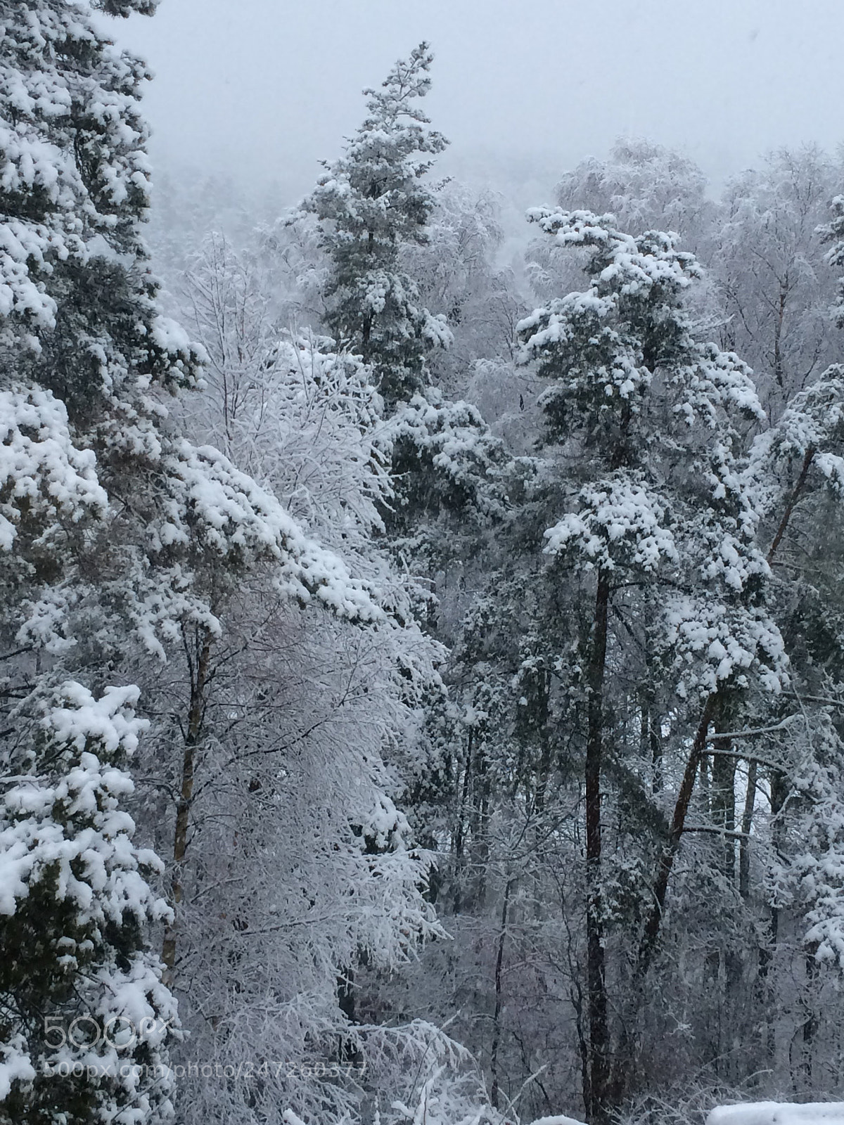 Apple iPhone 5s sample photo. Morning mist & snow photography