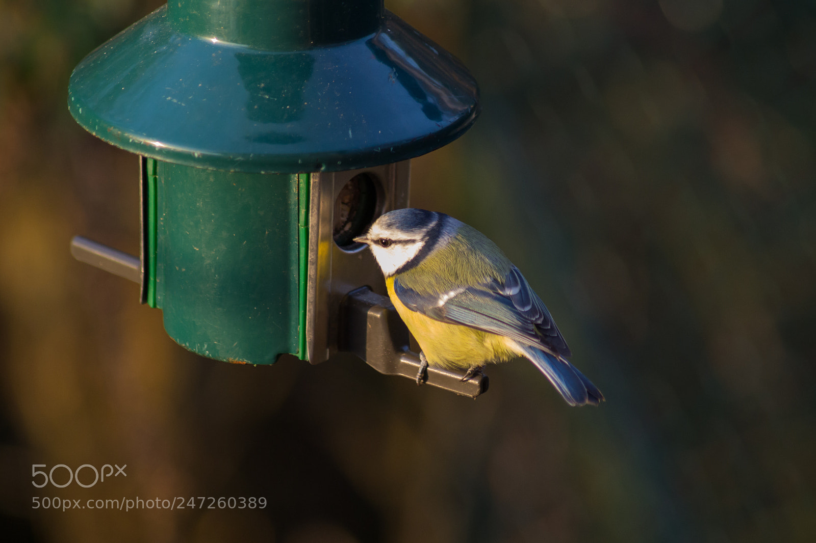 Nikon D3100 sample photo. Blue tit photography