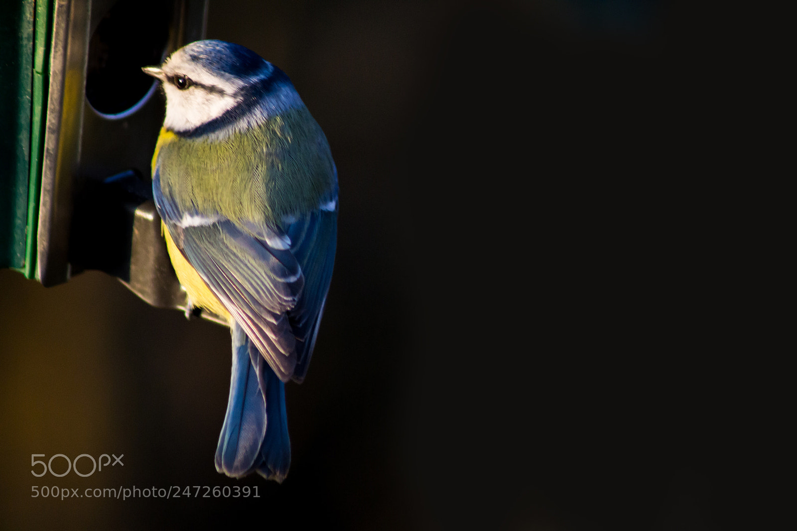 Nikon D3100 sample photo. Blue tit photography