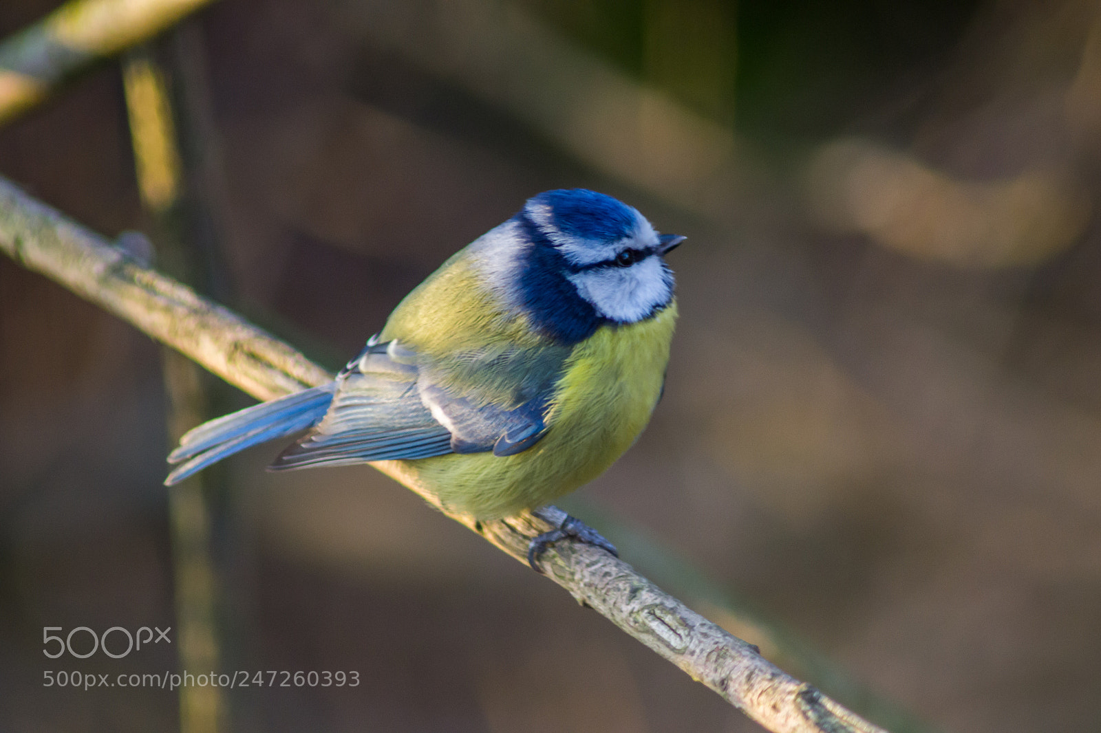 Nikon D3100 sample photo. Blue tit photography