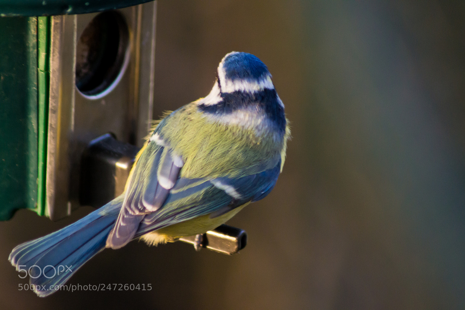Nikon D3100 sample photo. Blue tit photography
