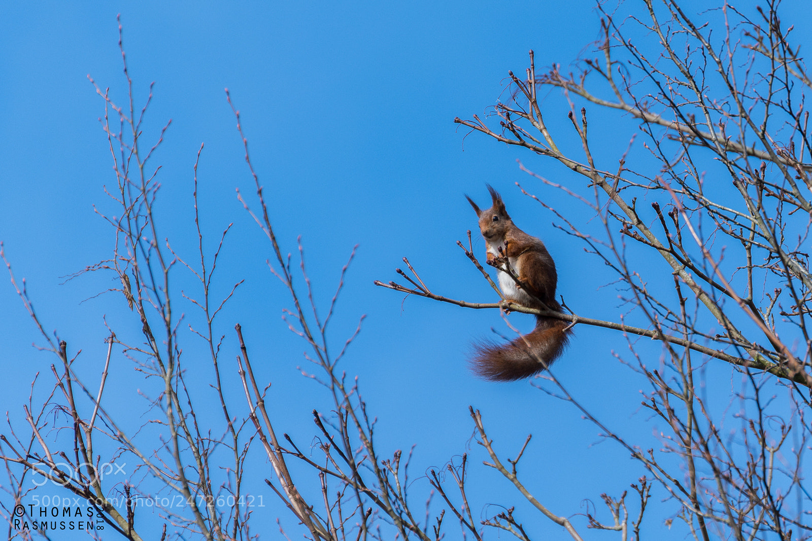 Nikon D500 sample photo. Red squirrel photography