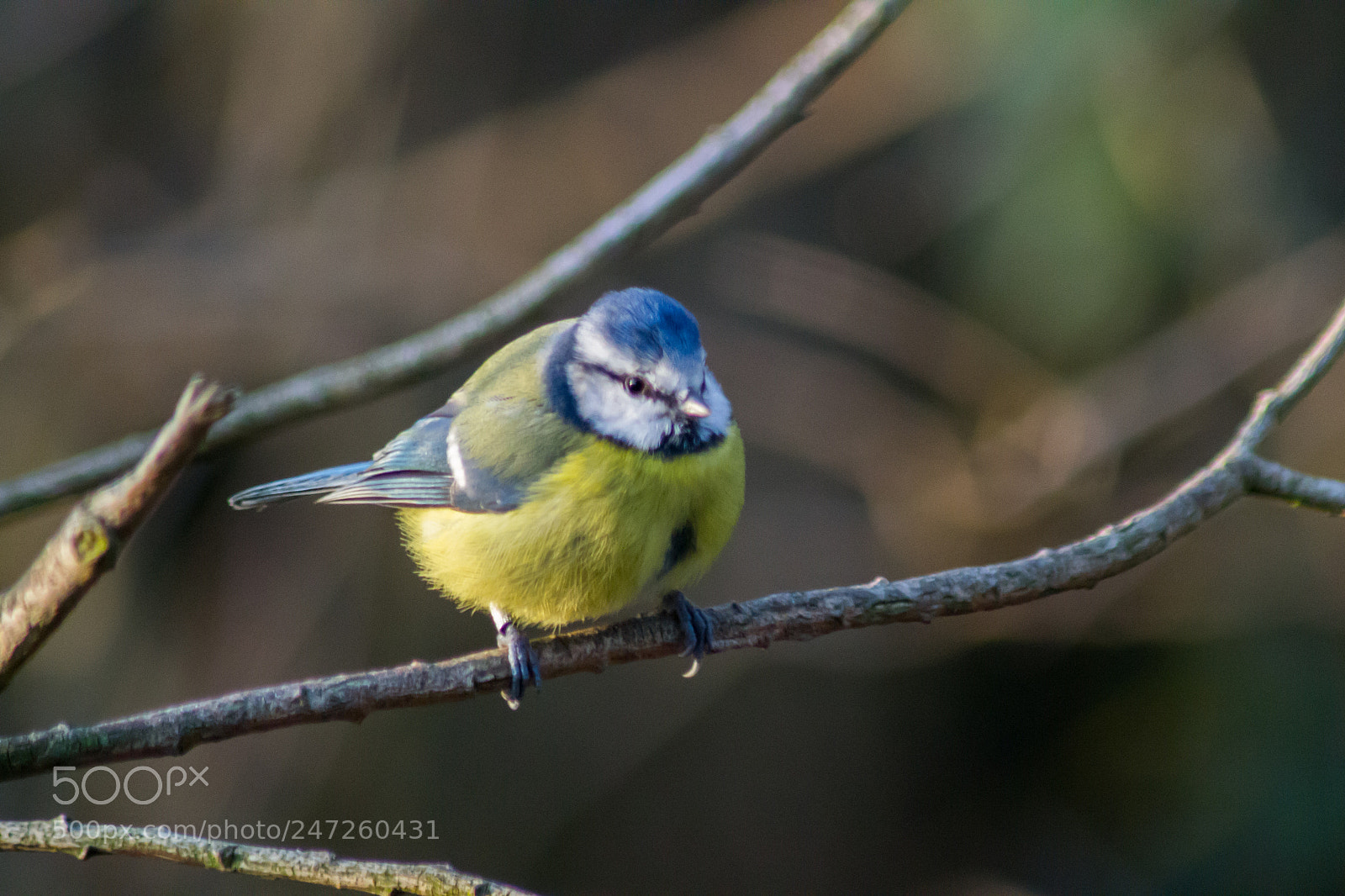 Nikon D3100 sample photo. Blue tit photography