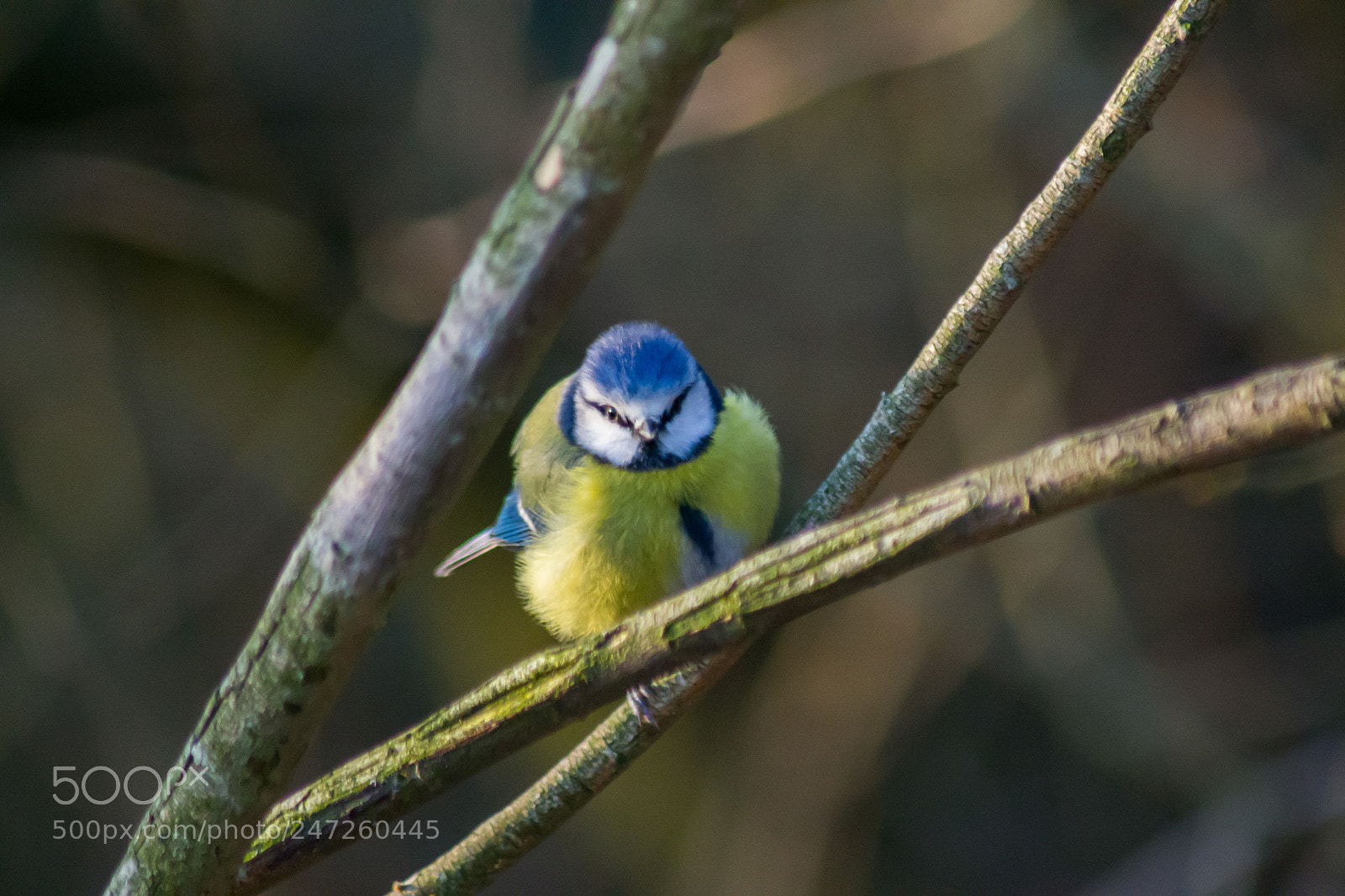 Nikon D3100 sample photo. Blue tit photography