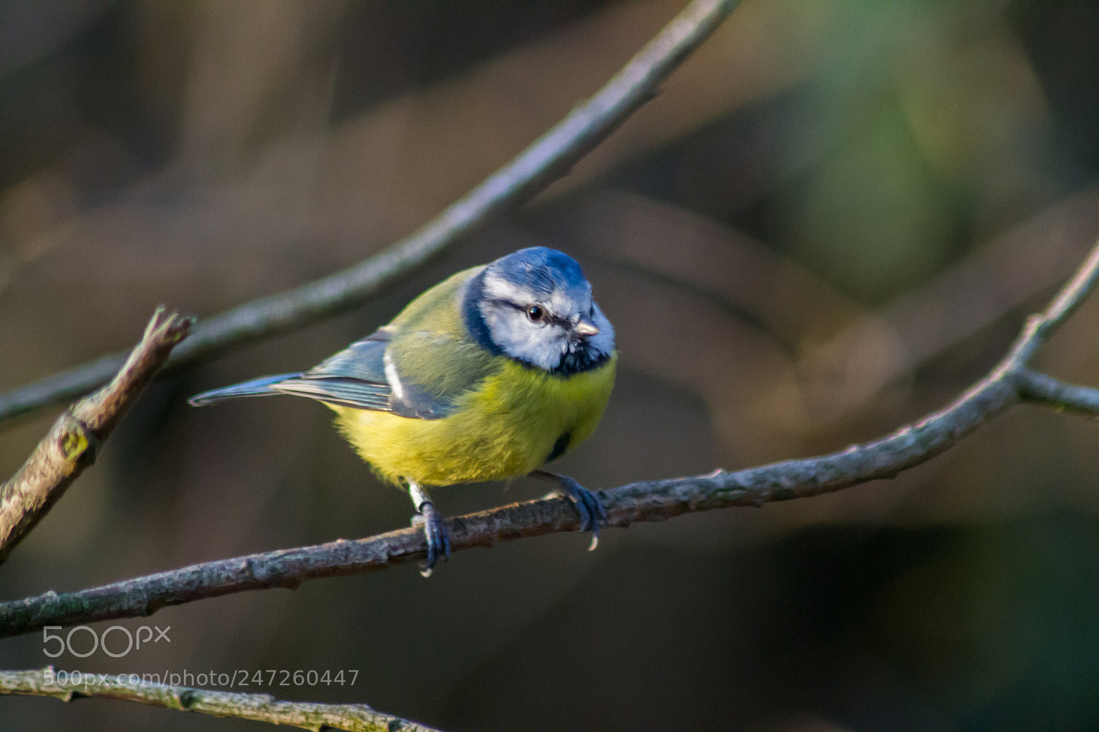 Nikon D3100 sample photo. Blue tit photography