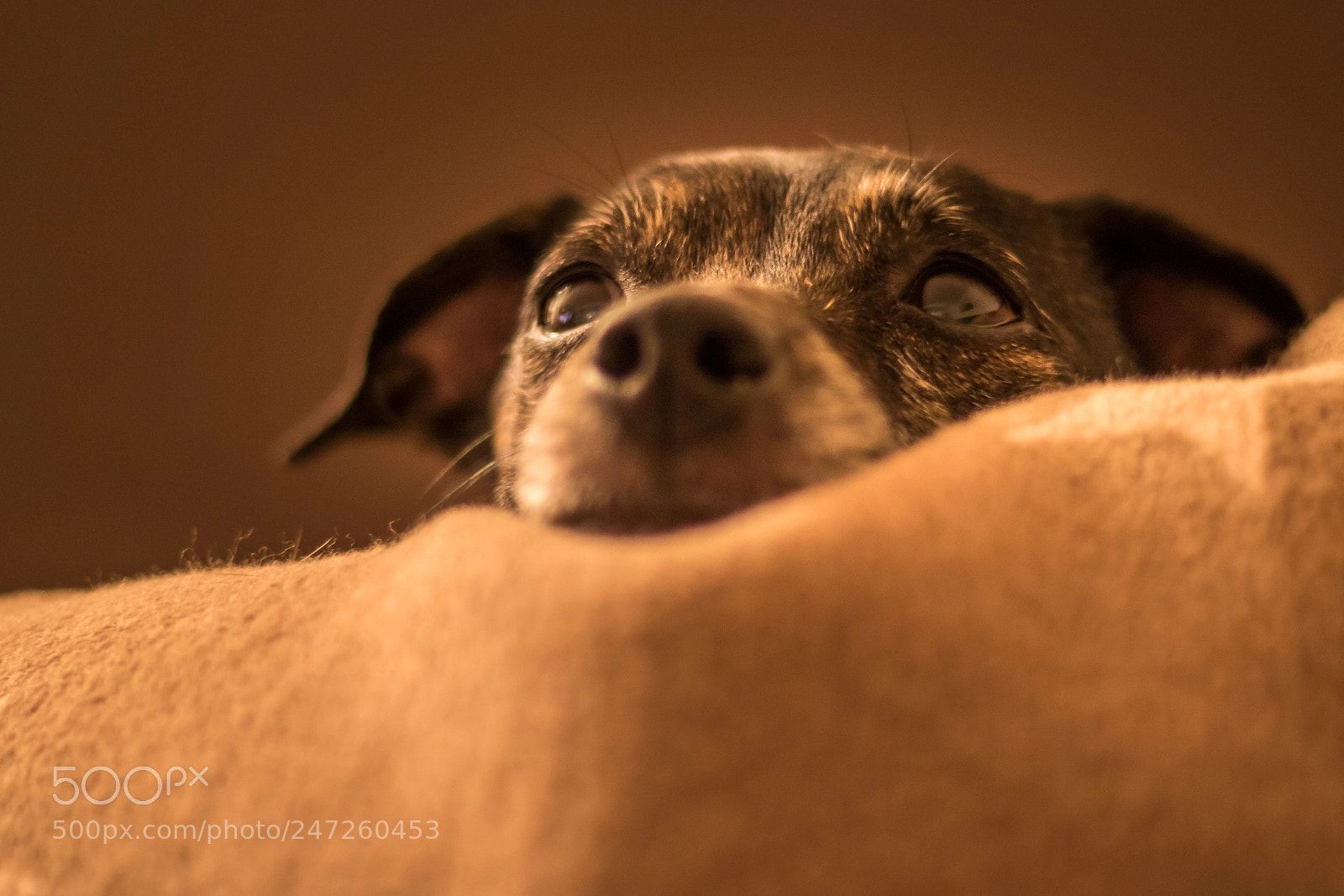 Canon EOS 750D (EOS Rebel T6i / EOS Kiss X8i) sample photo. Dog look sweet photography