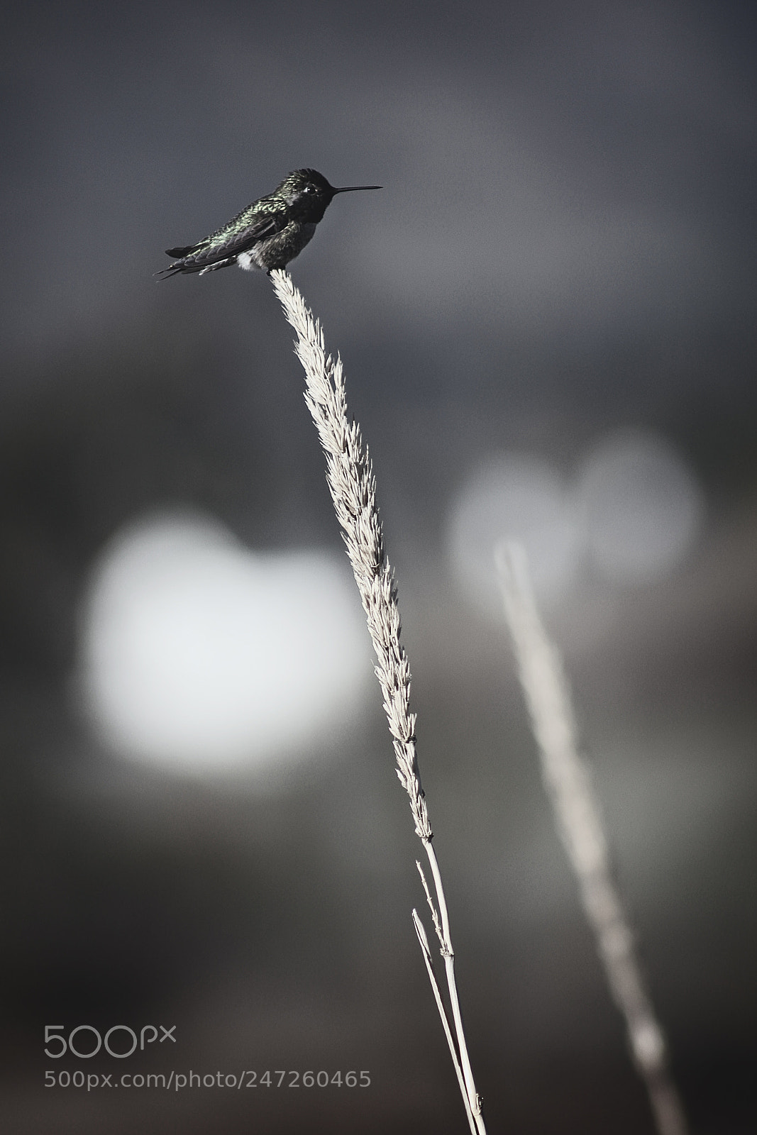 Canon EOS 550D (EOS Rebel T2i / EOS Kiss X4) sample photo. Hummingbird photography