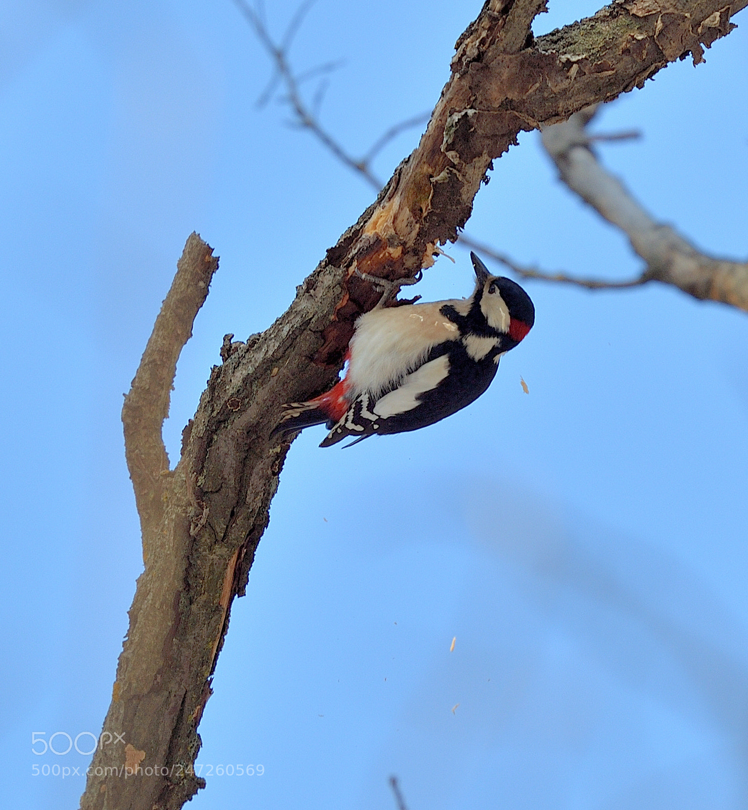Nikon Df sample photo. Woodpecker photography