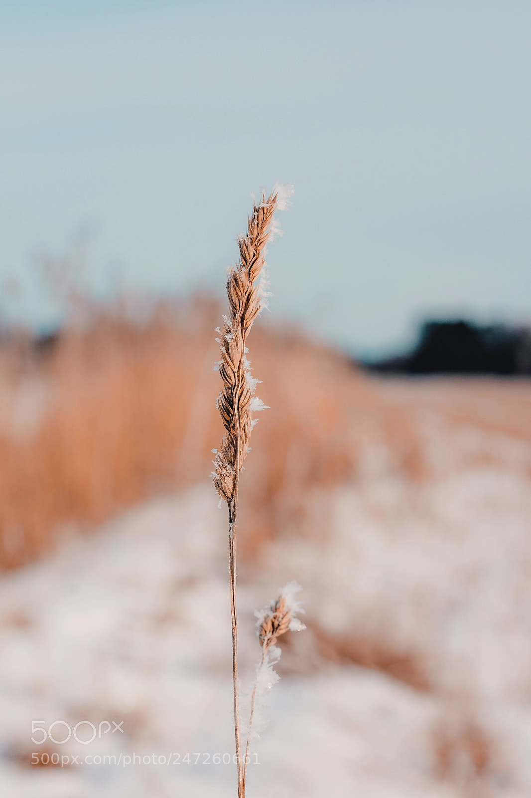 Nikon D7200 sample photo. Frozen grain field photography