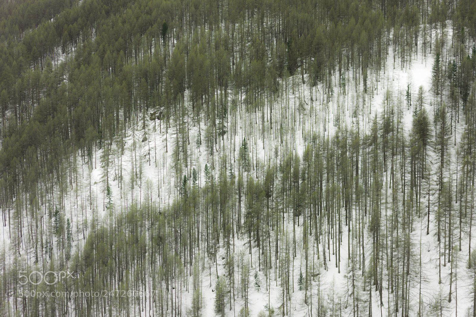 Nikon D7200 sample photo. Forest vol. something photography