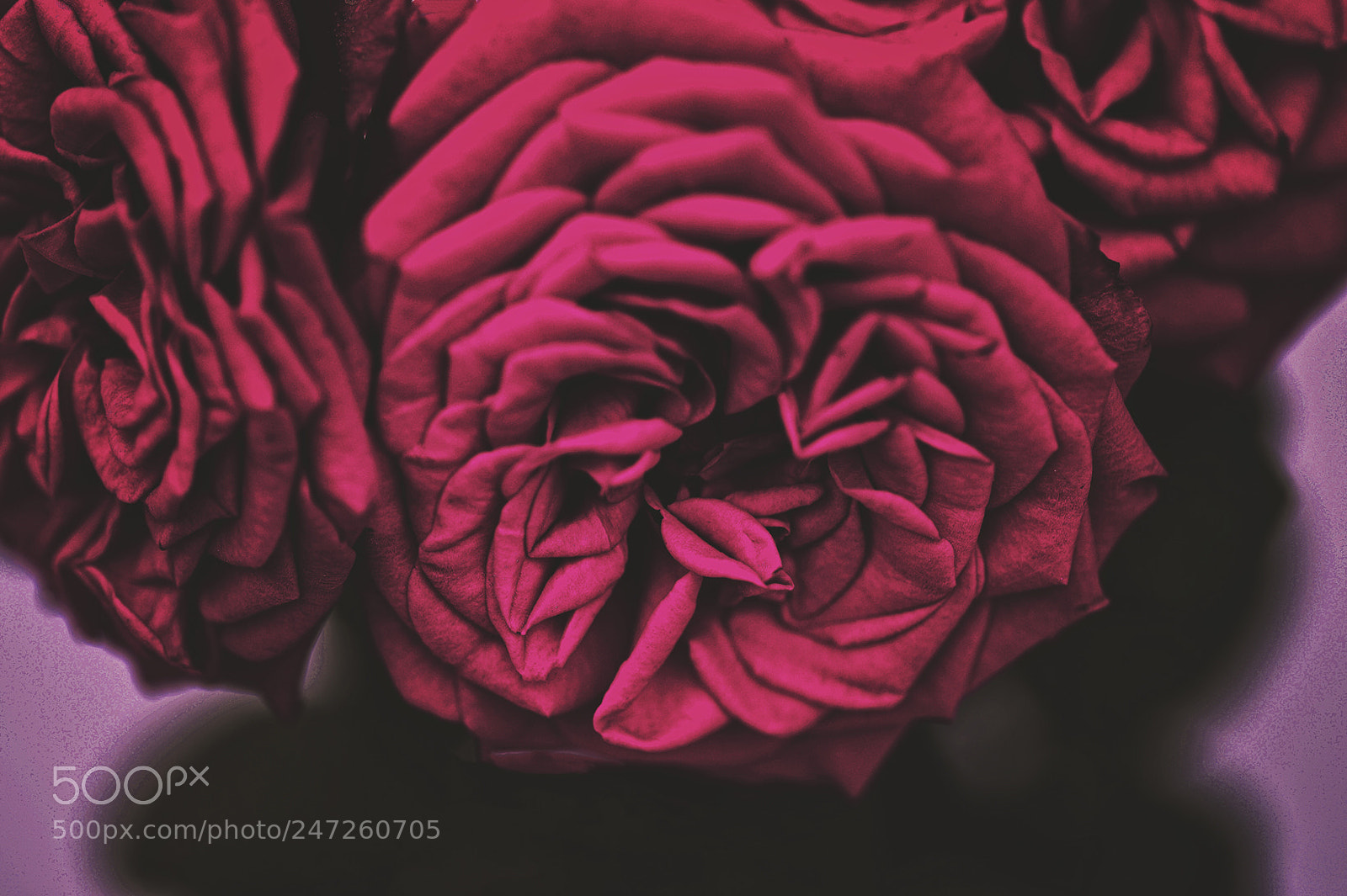 Nikon Df sample photo. Untitled photography