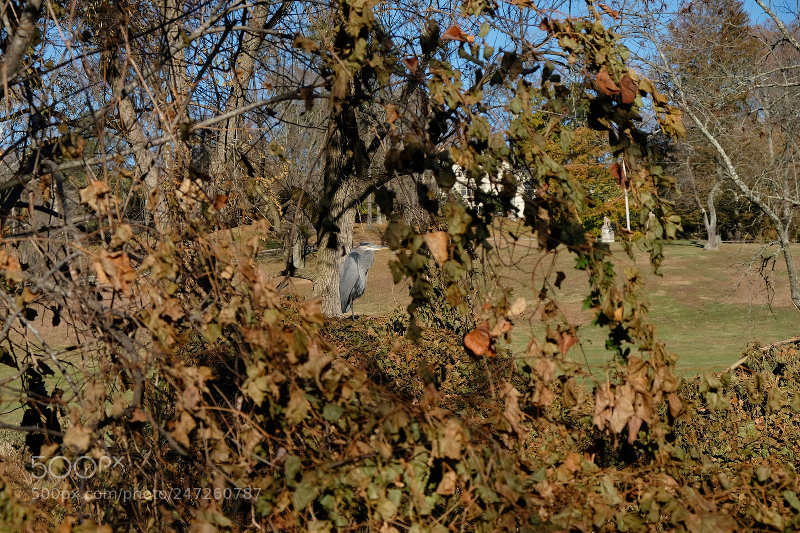 Fujifilm X-T20 sample photo. Willows photography