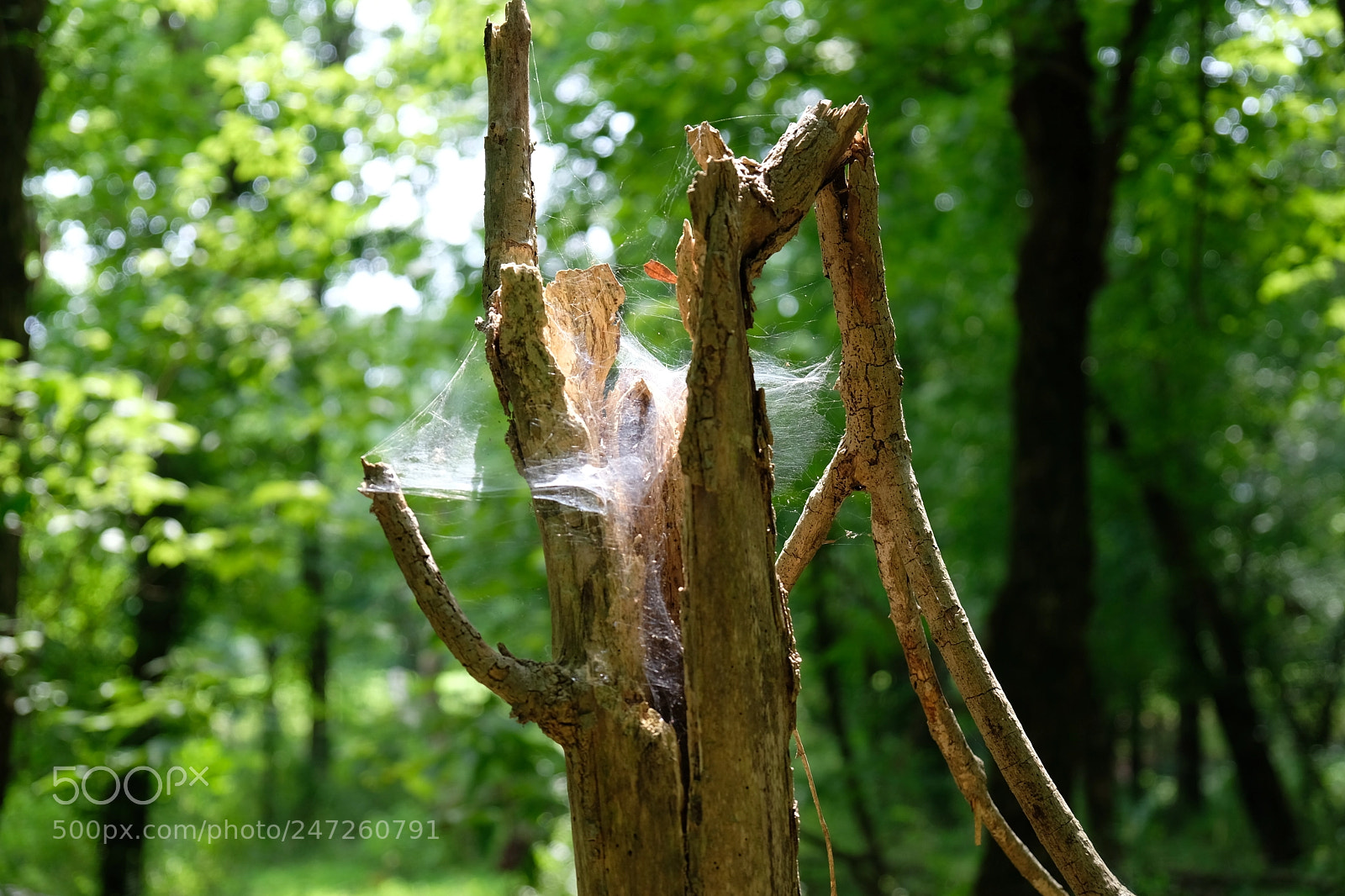 Fujifilm X-T20 sample photo. Spiderweb photography