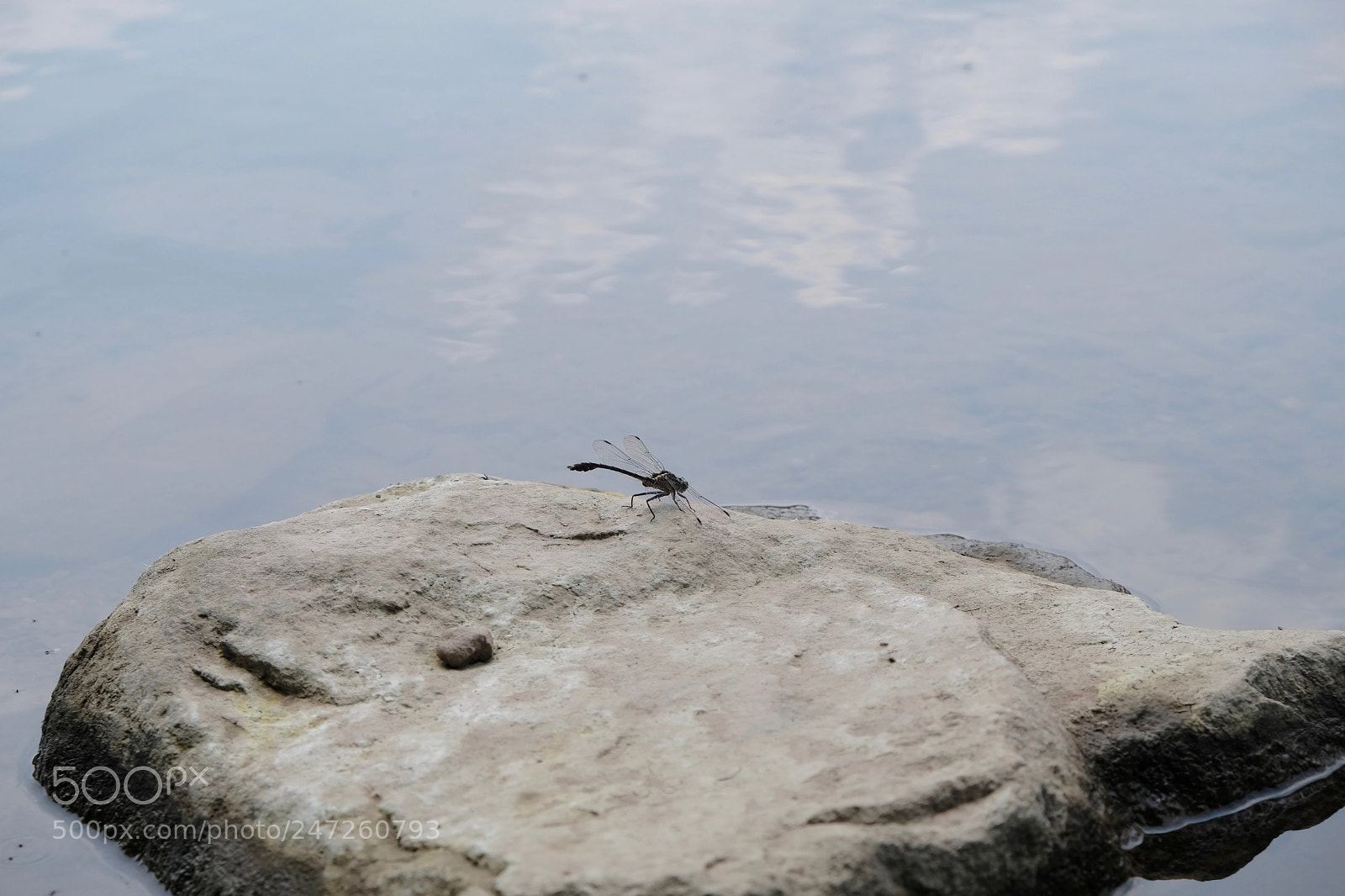 Fujifilm X-T20 sample photo. Insect photography