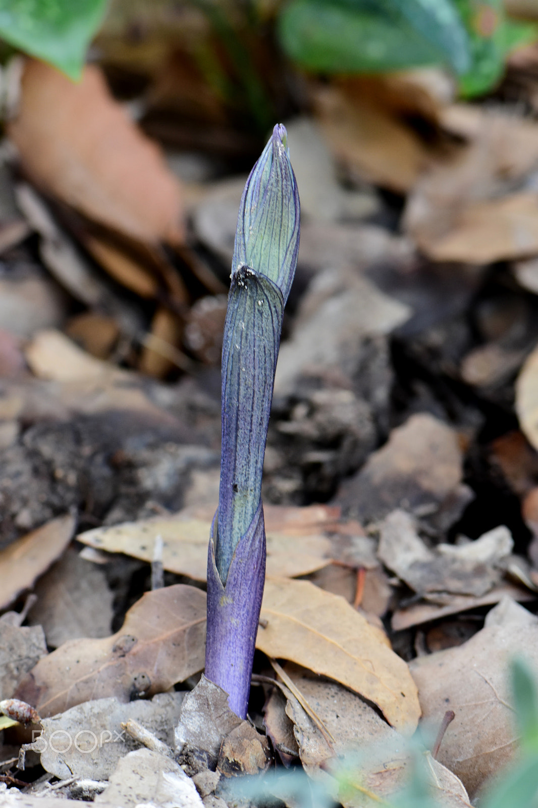 Nikon AF-S Micro-Nikkor 105mm F2.8G IF-ED VR sample photo