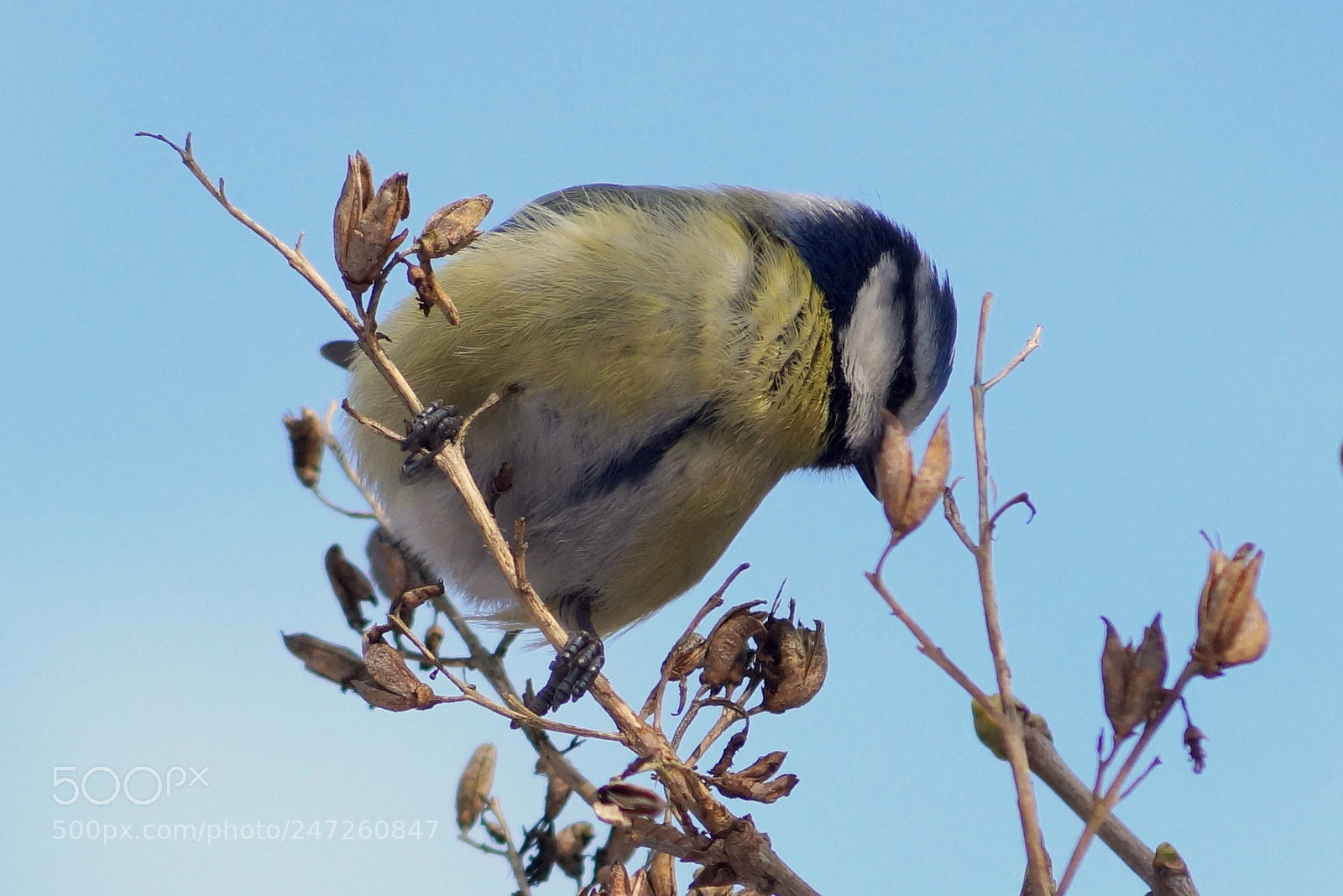 Sony DT 55-200mm F4-5.6 SAM sample photo. Looking ... photography