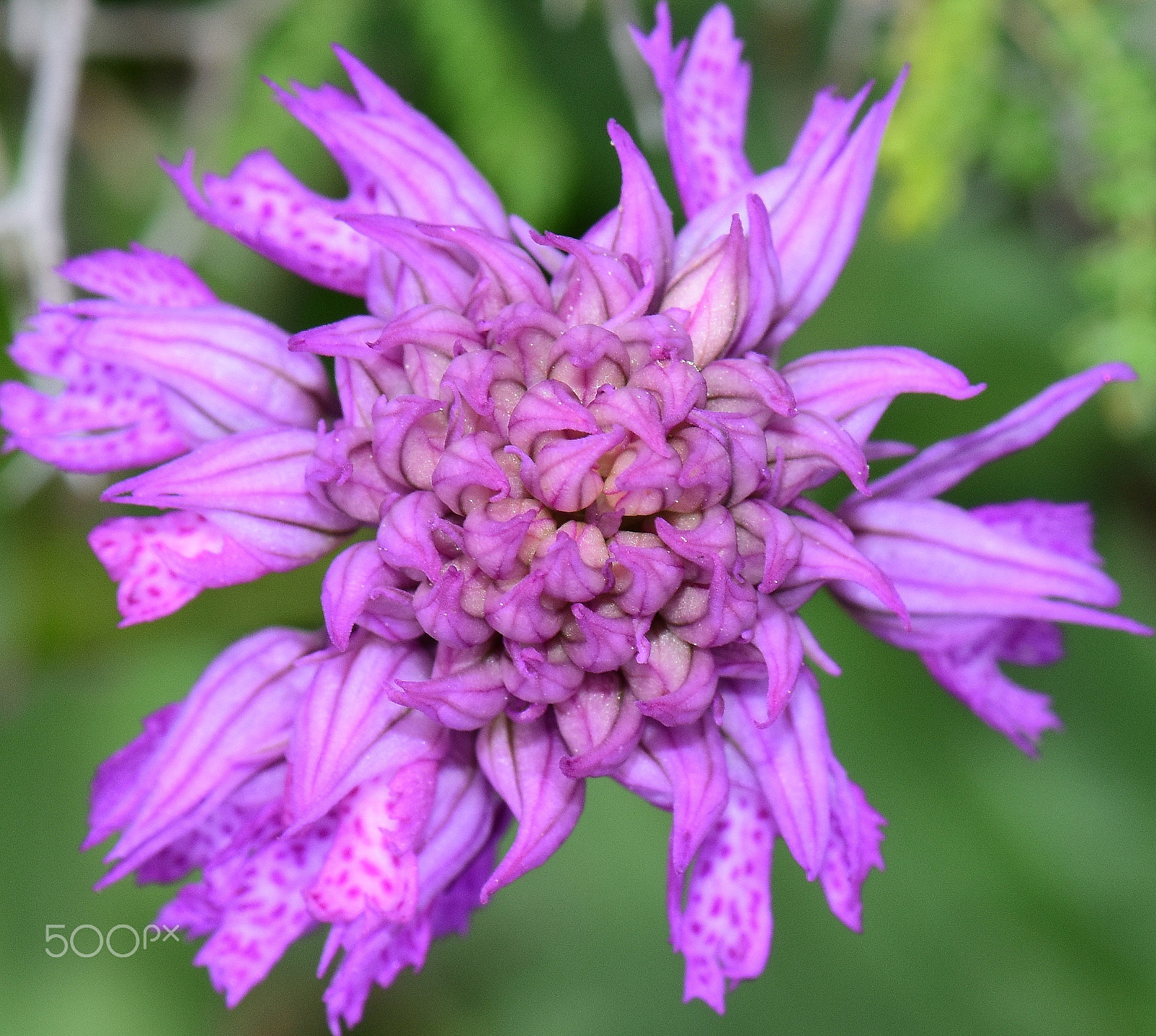 Nikon AF-S Micro-Nikkor 105mm F2.8G IF-ED VR sample photo