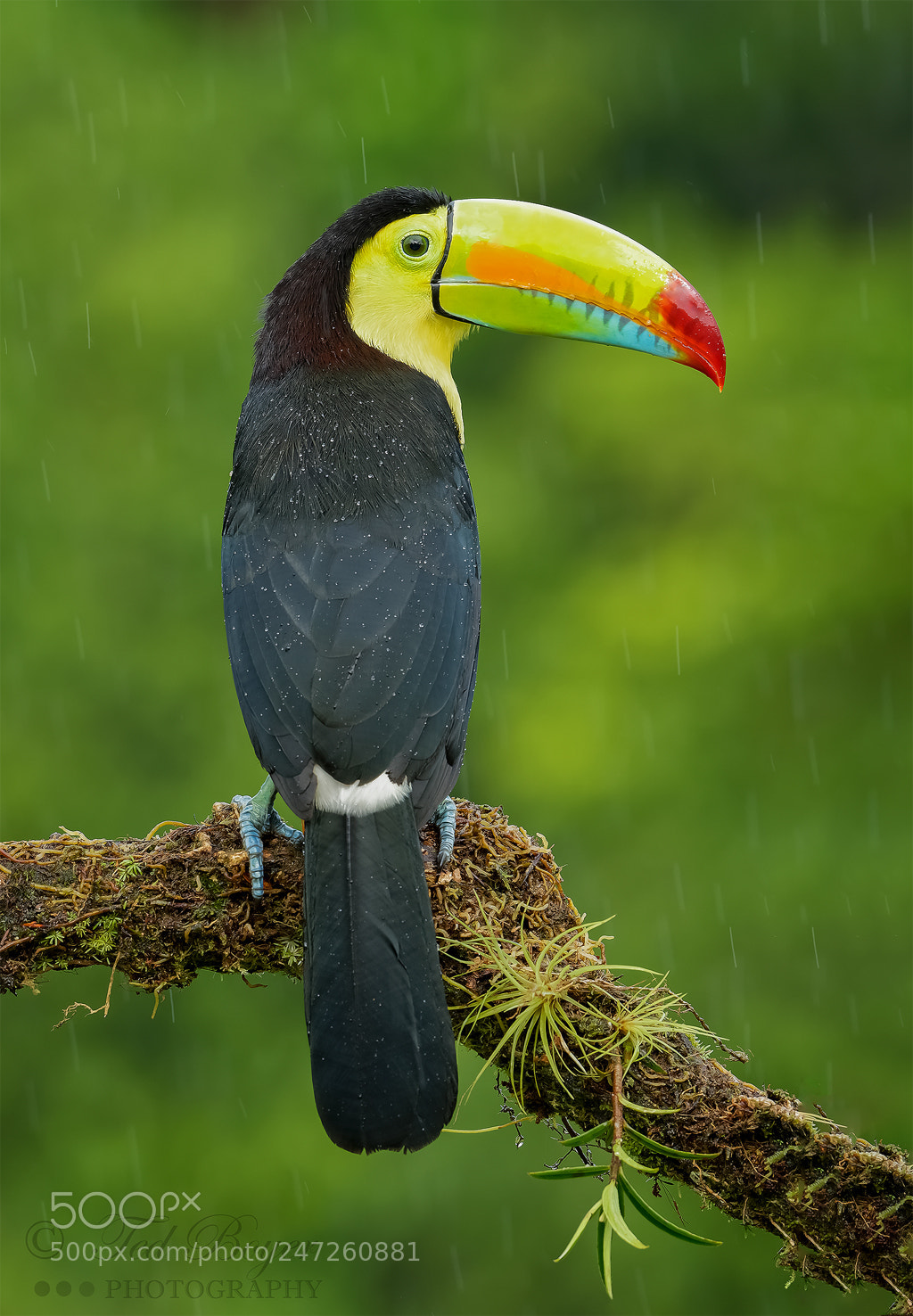 Nikon D500 sample photo. Toucan rain-shower photography